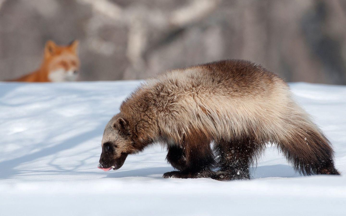 1440x900 Download wallpaper 1440x900 animals, kamchatka, wolverine, fox