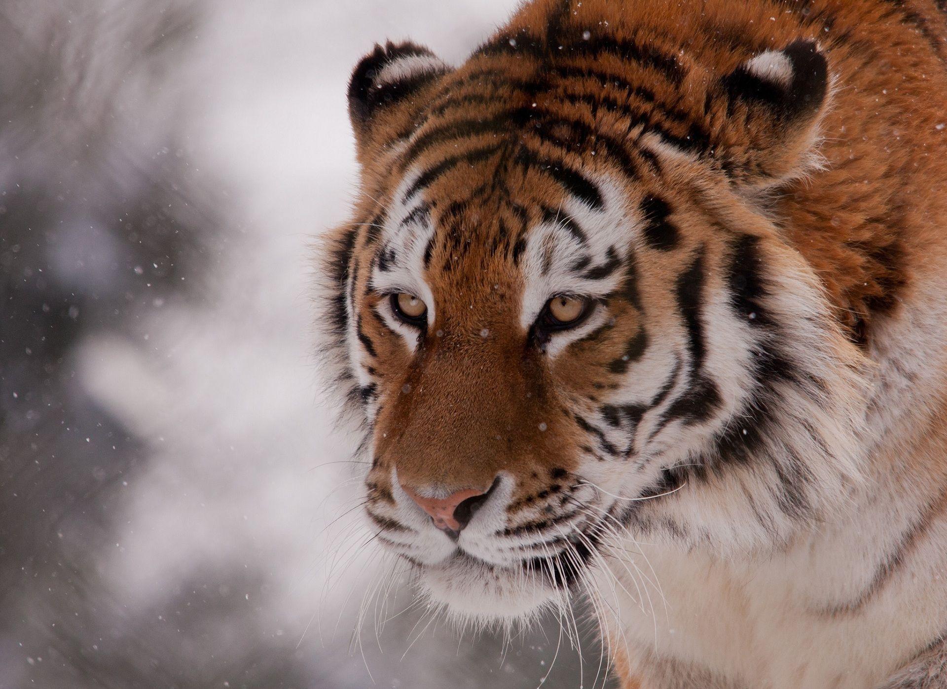1920x1397 cute animals wallpaper. PHOTO SHARİNG SİTE