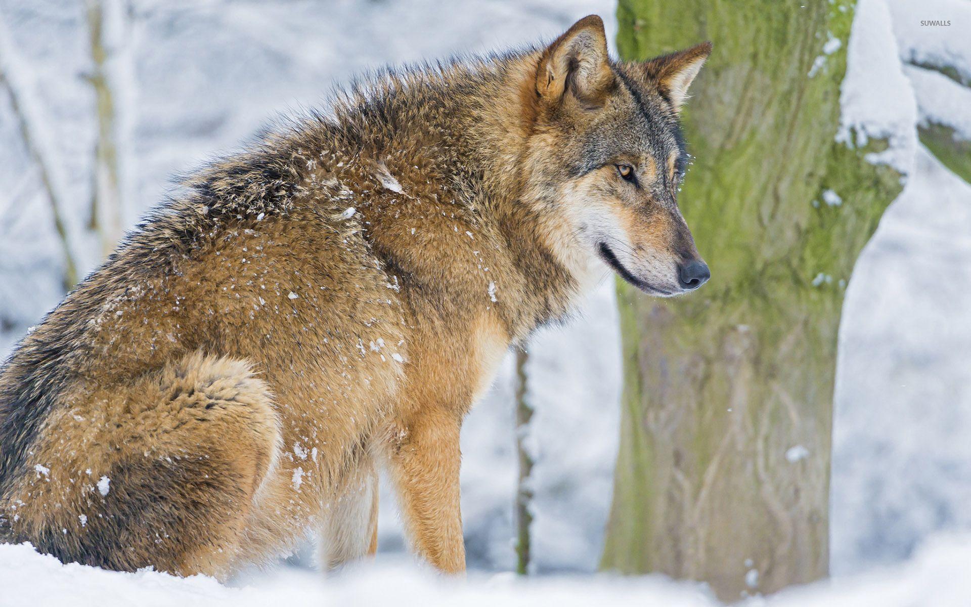 1920x1200 Wolf resting in the snow wallpaper wallpaper