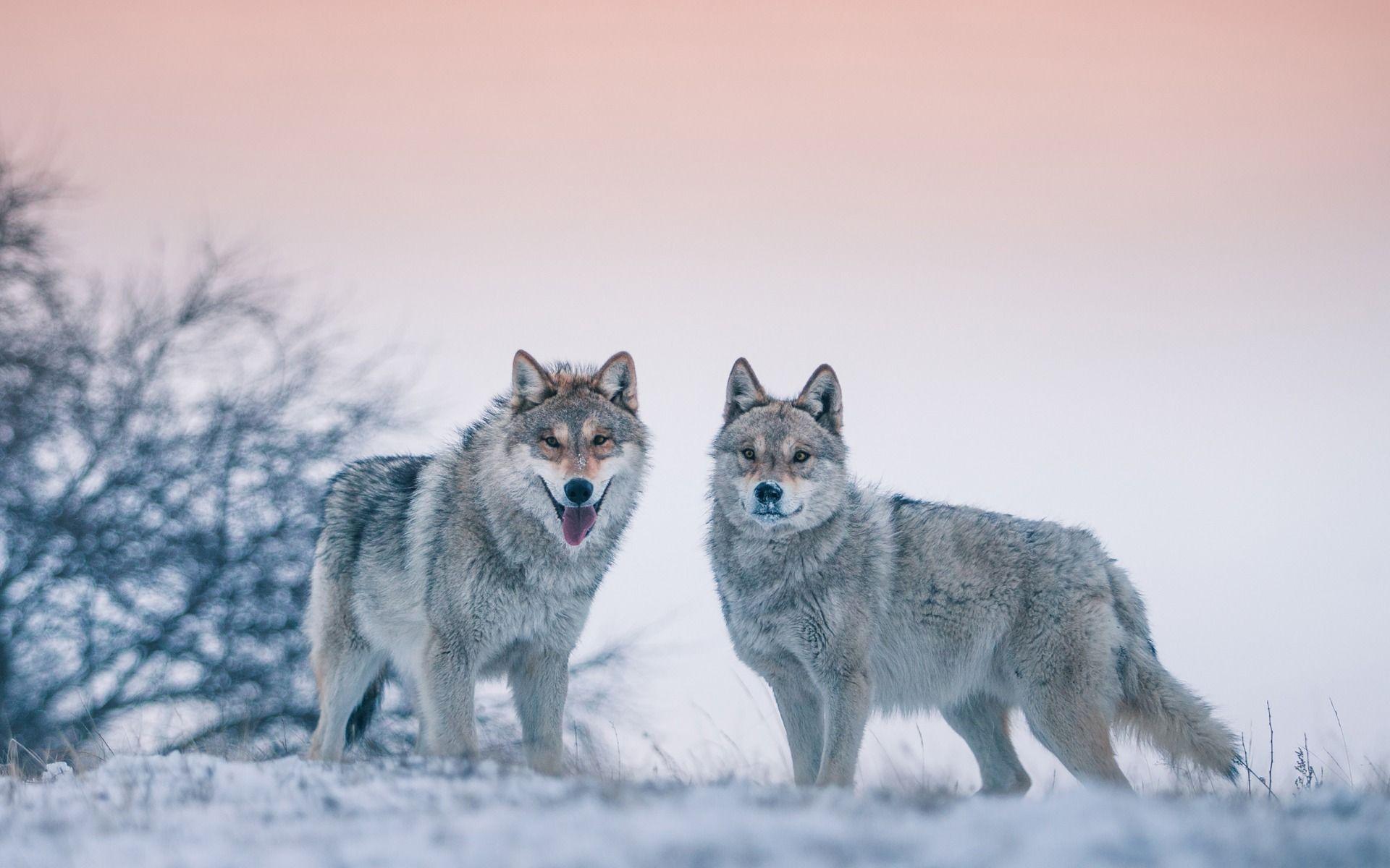 1920x1200 Download wallpaper wolves, wildlife, predators, winter, snow