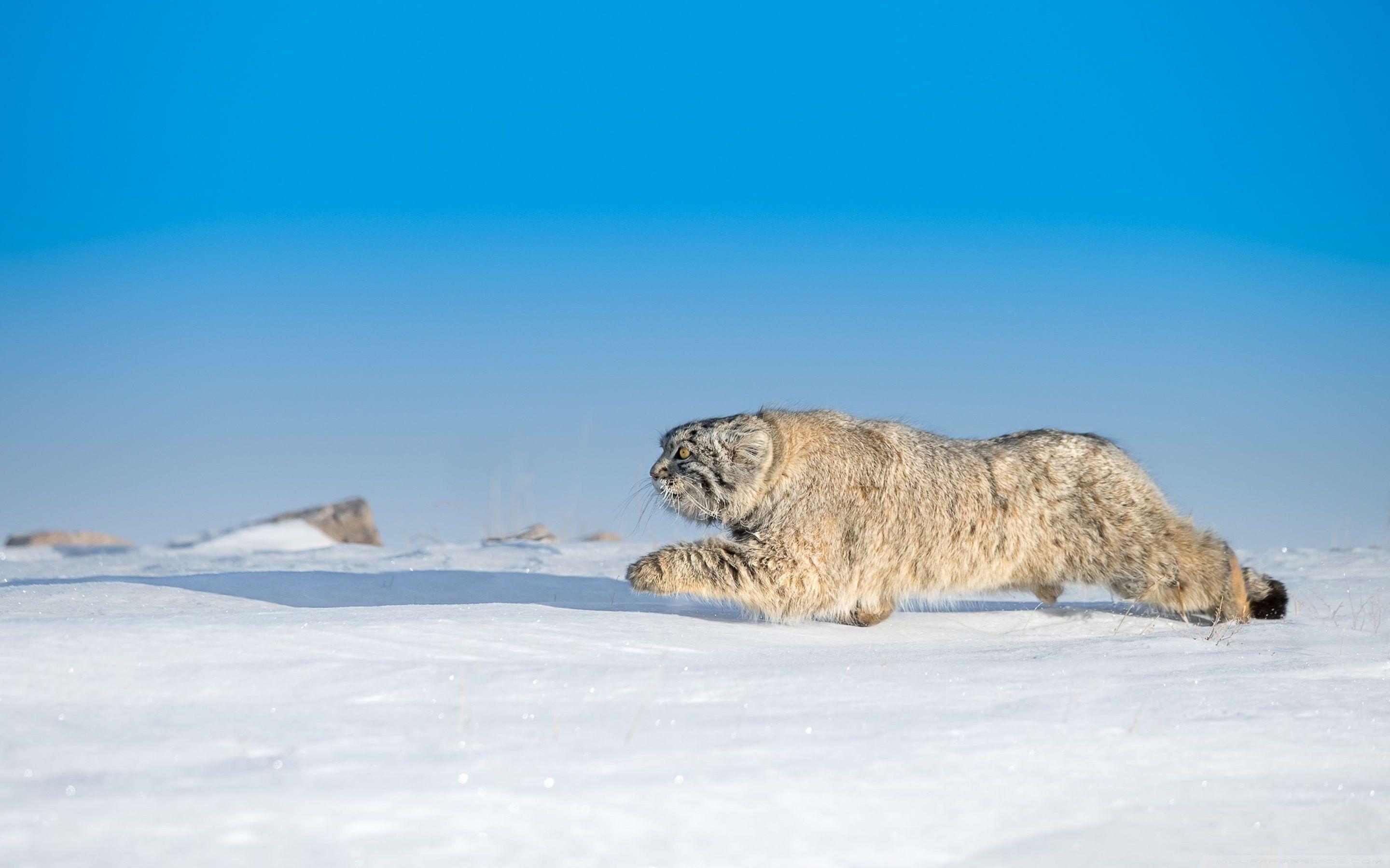 2880x1800 Wild Animal, Winter Ultra HD Desktop Background Wallpaper for 4K