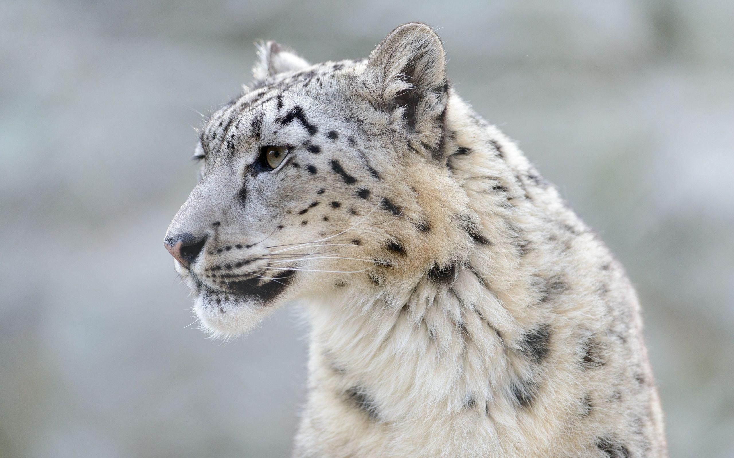 2560x1600 Snow leopard wild cat muzzle g wallpaperx1600