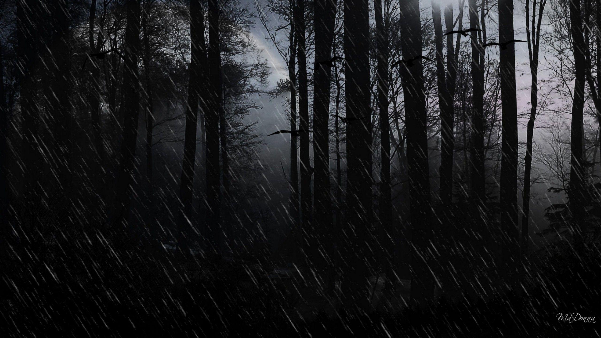 2560x1440 Wallpaper Dark Rain HD Theme Forest Trees Widescreen Woods Free
