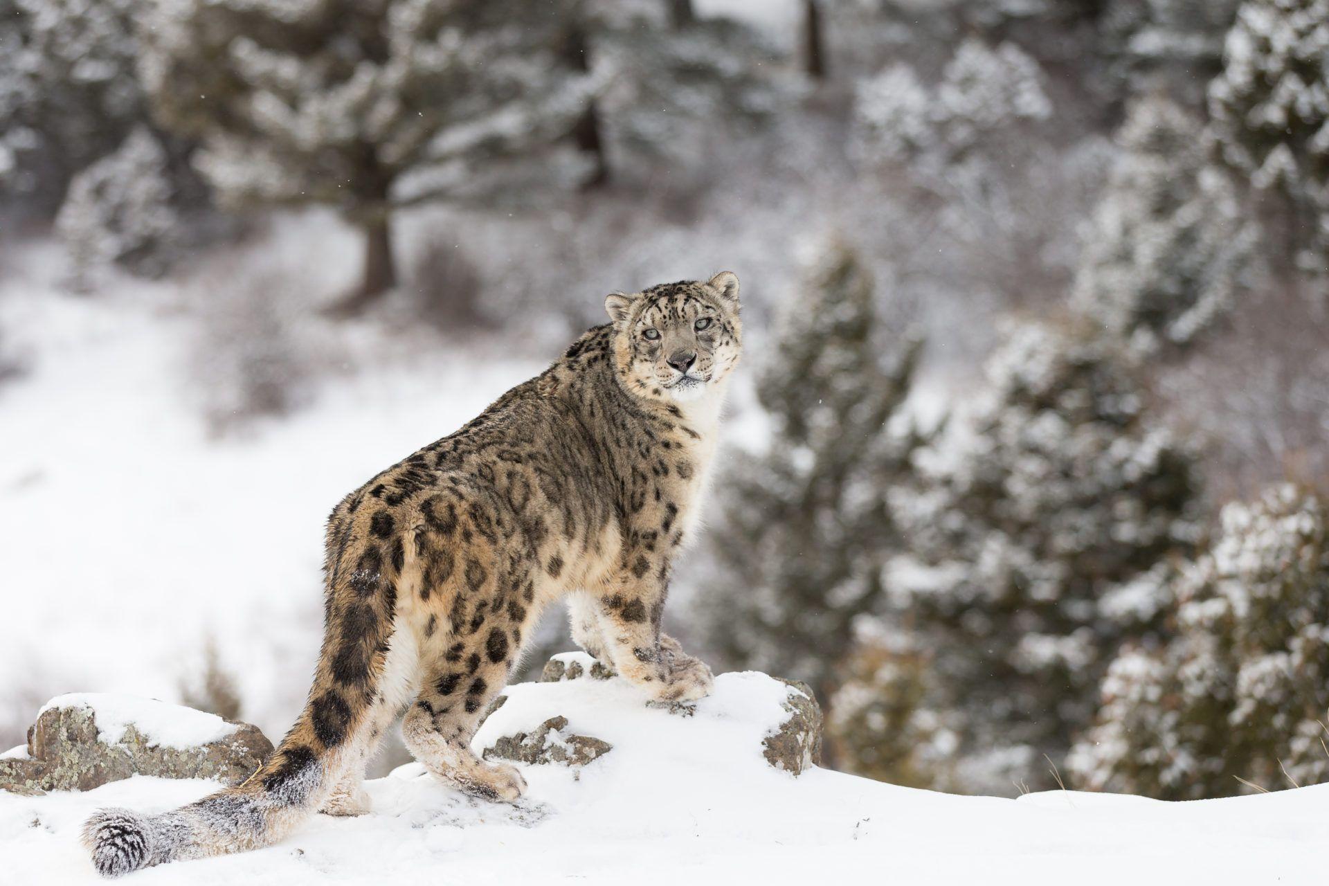1920x1280 Snow Leopard HD Wallpaper New Tab Theme