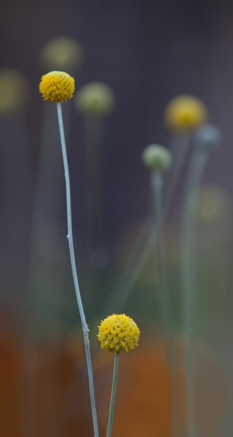 744x1392 New Wallpaper from iOS 7 for iPhone & iPod Touch