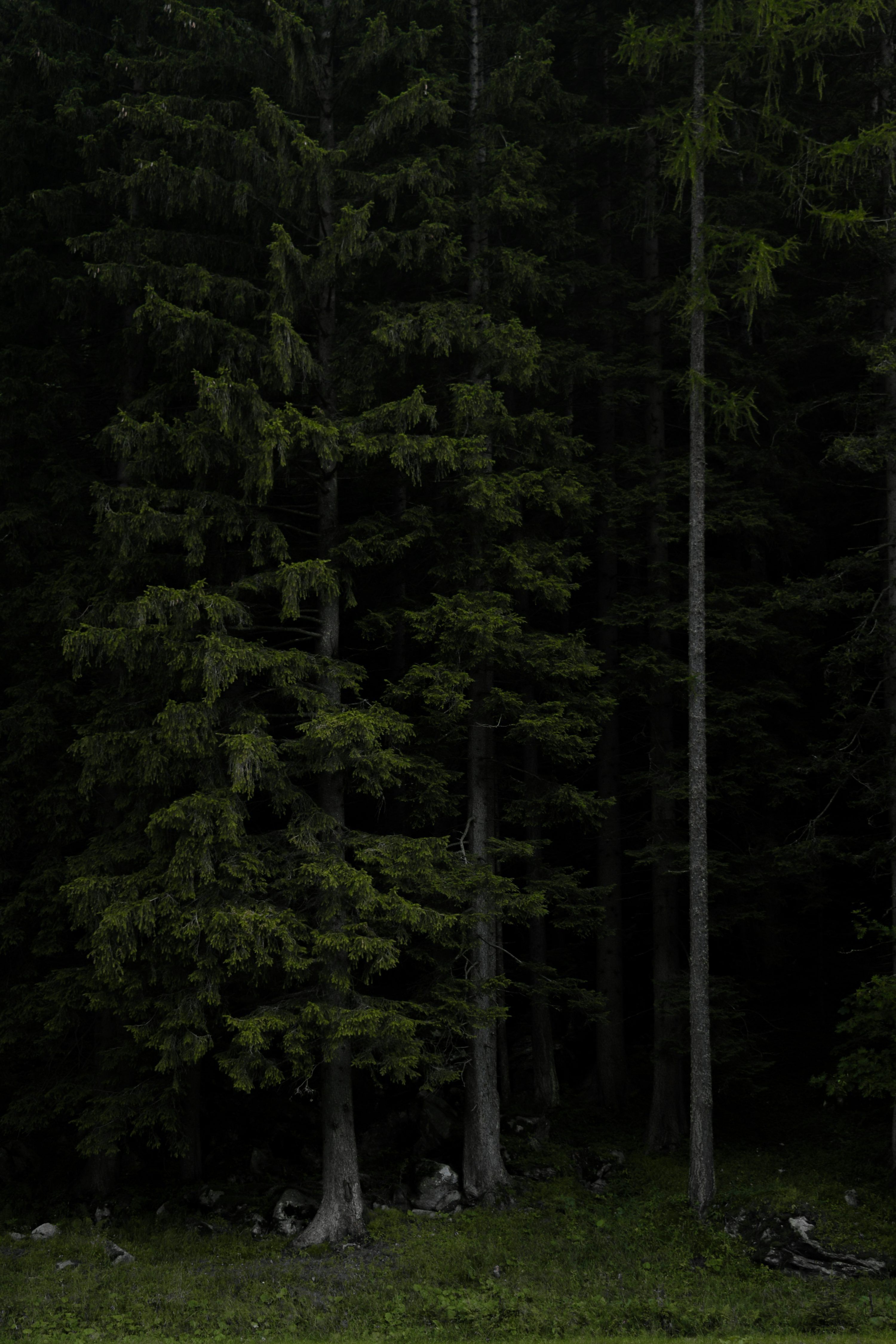 3000x4500 Dark Forest Picture [HD]. Download Free Image