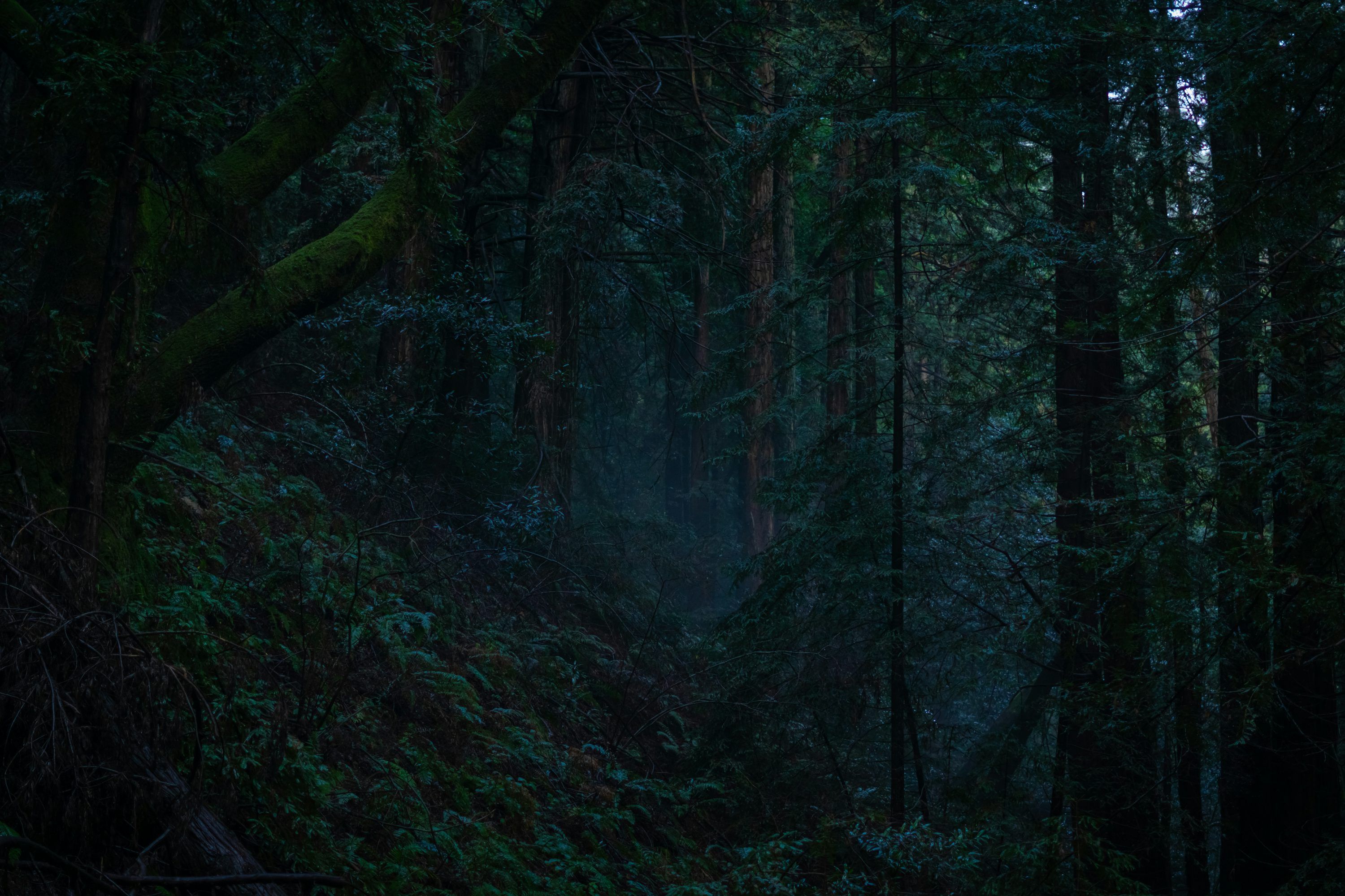 3000x2000 A dark forest filled with lots of trees photo