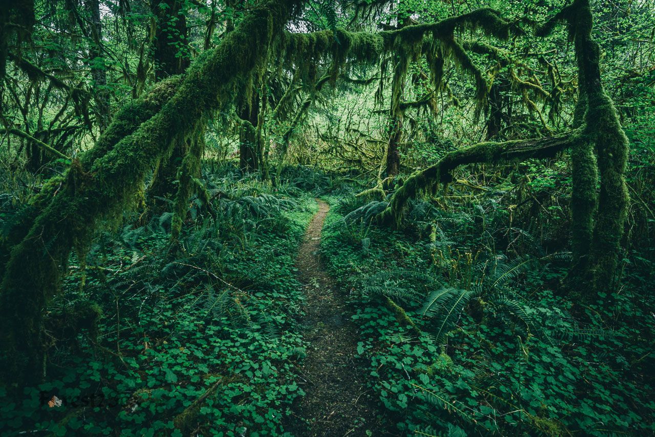 1280x854 Rainforest Landscape Image Adventure Photography