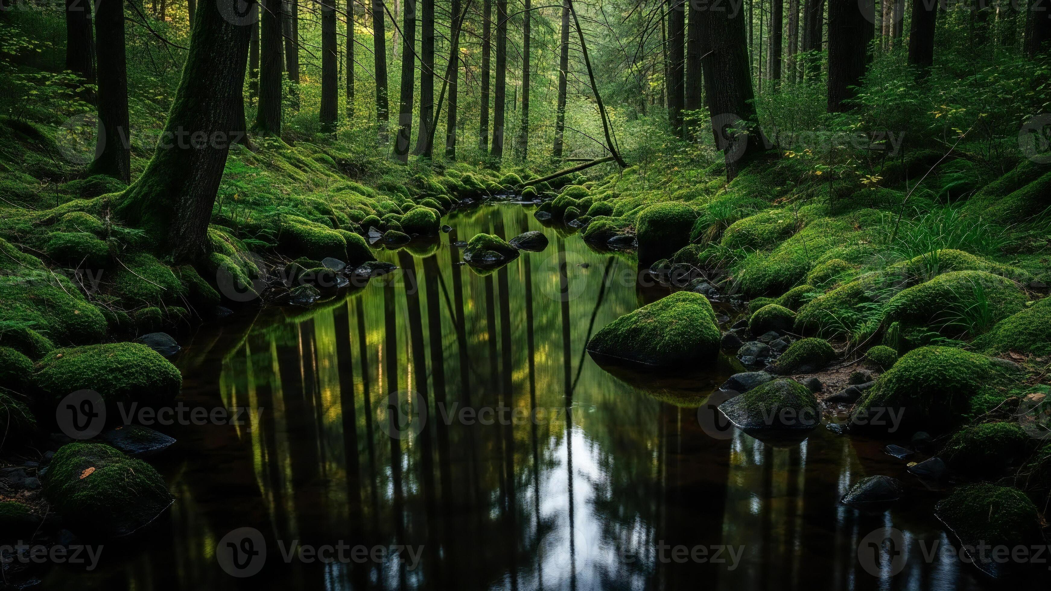 3484x1960 Nature background, Nature wallpaper, Deep forest stream with moss covered rocks and reflections of trees in dark water