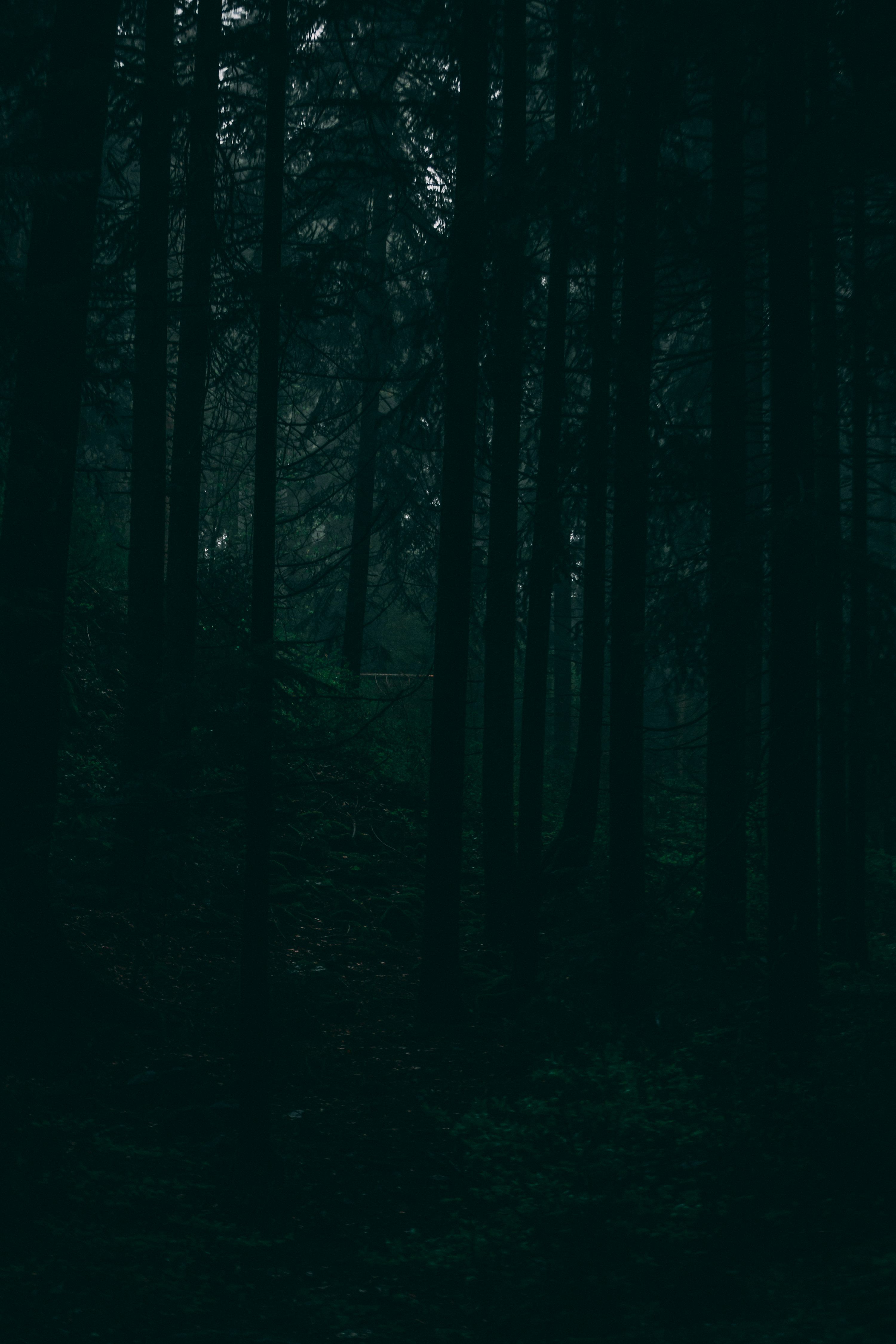 3000x4500 A dark forest filled with lots of trees photo