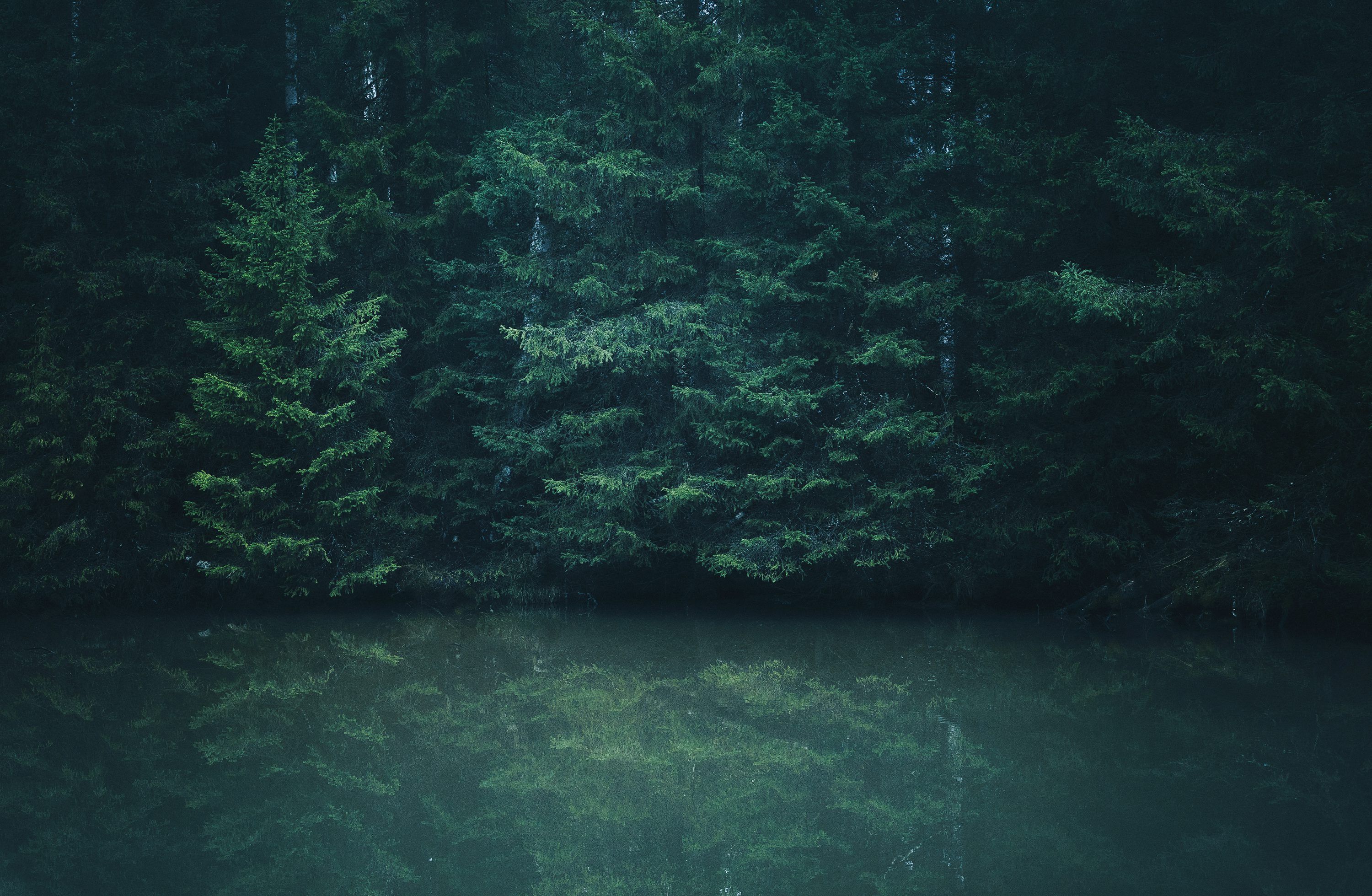 3000x1959 Reflections of trees in a calm, dark lake. photo