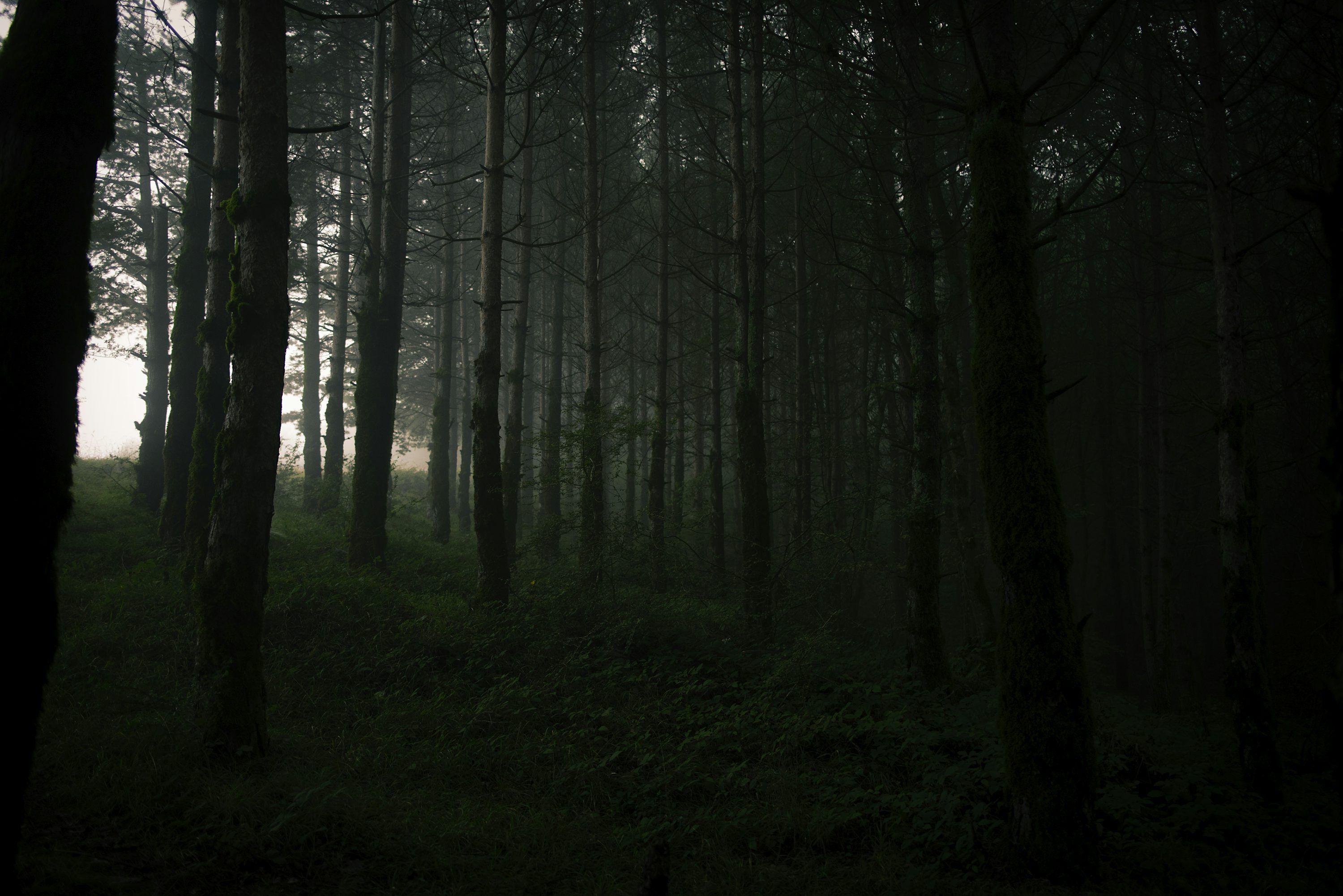 3000x2003 Dark Rainforest Wallpaper