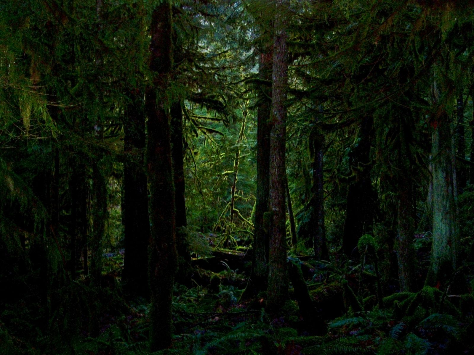 1600x1200 Dark Jungle Wallpaper HD 08349
