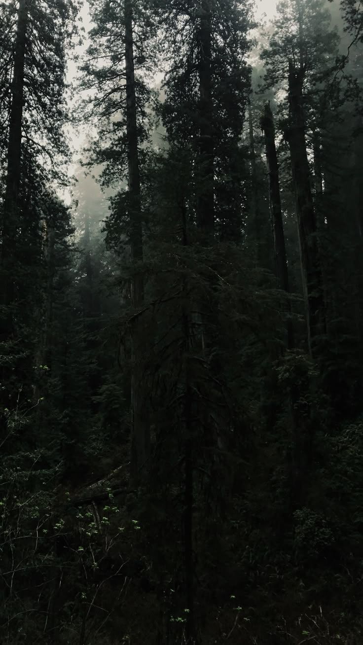 736x1308 Rustic Dark Pine Tree Wallpaper For IPhone. Dark Forest With Tall Trees, Forest Themed Meditation
