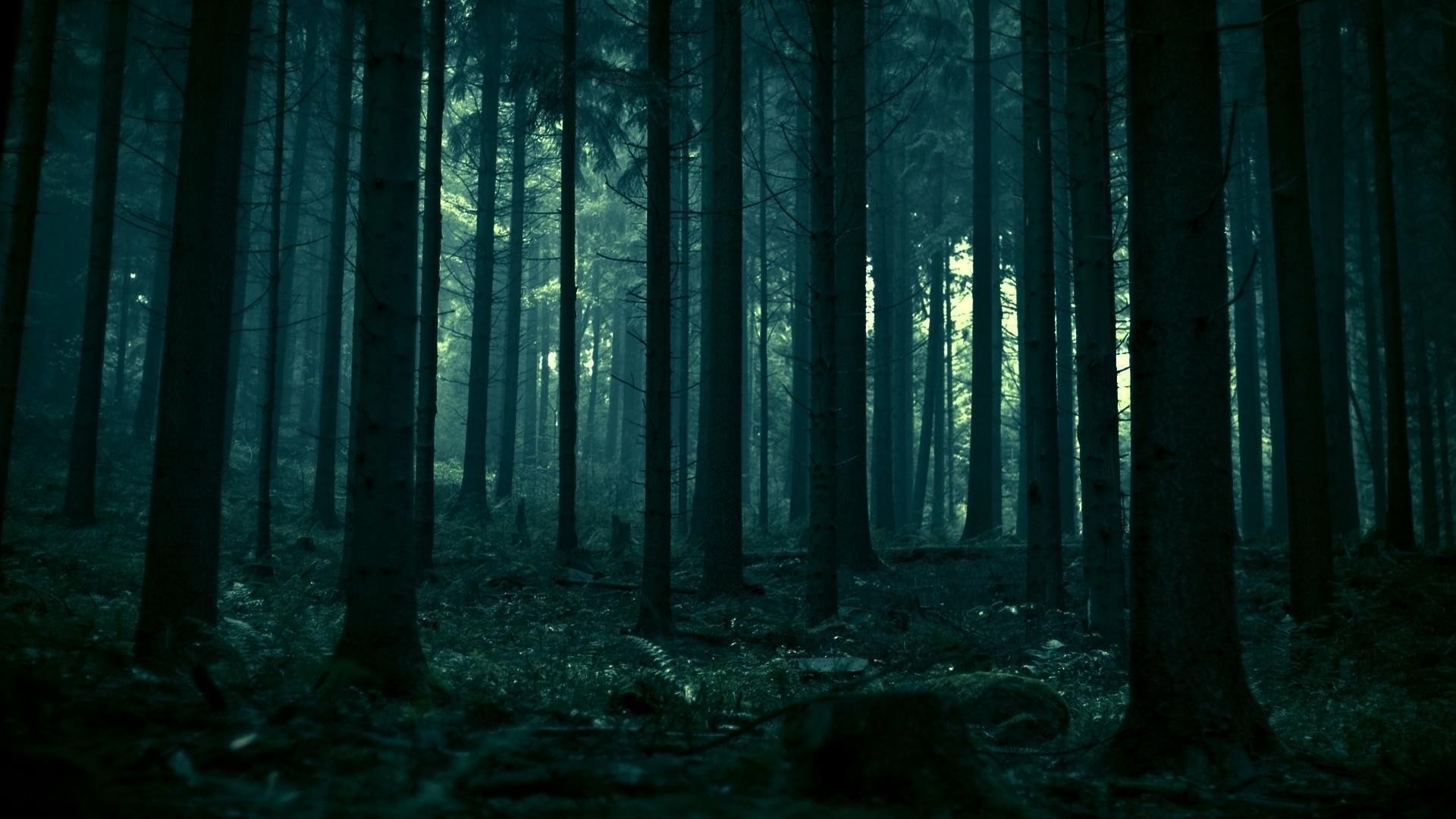 1920x1080 HD wallpaper: Dark Forest HD, 1920x1080