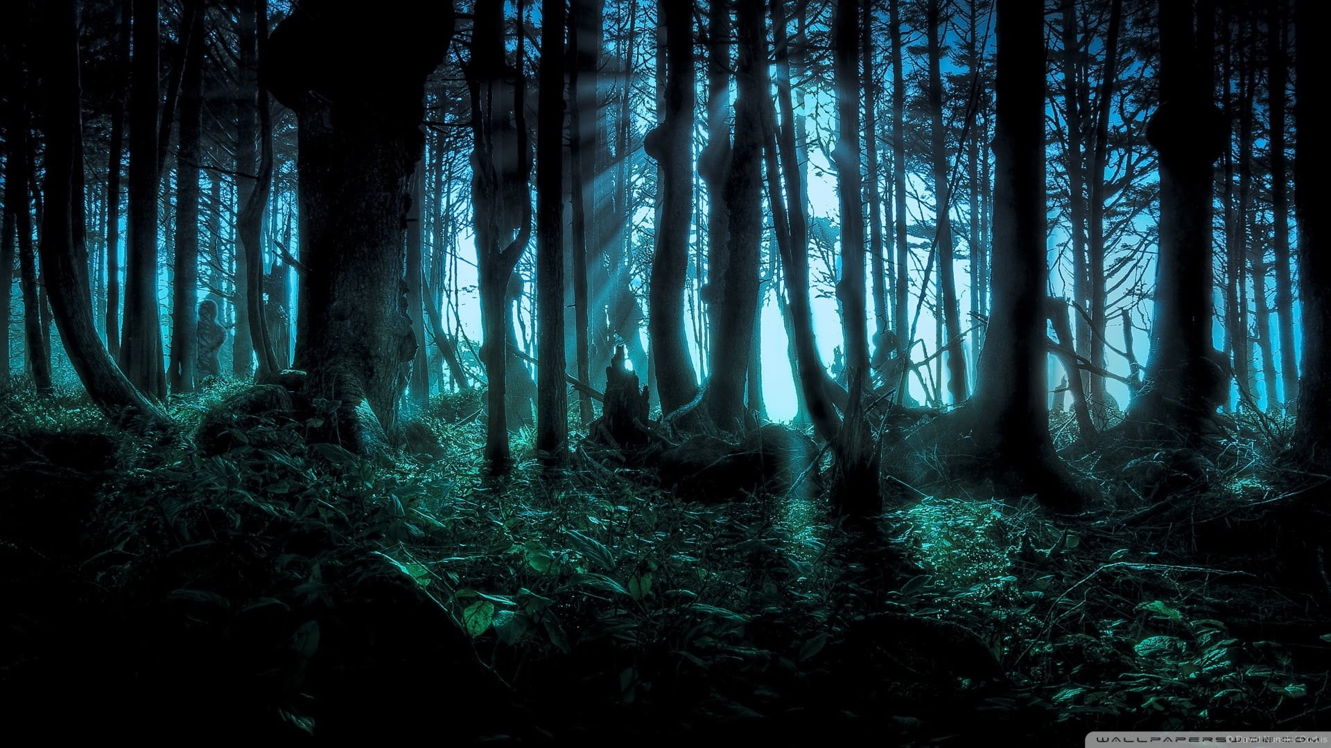 1920x1080 Silhouette of rainforest during night time HD wallpaper