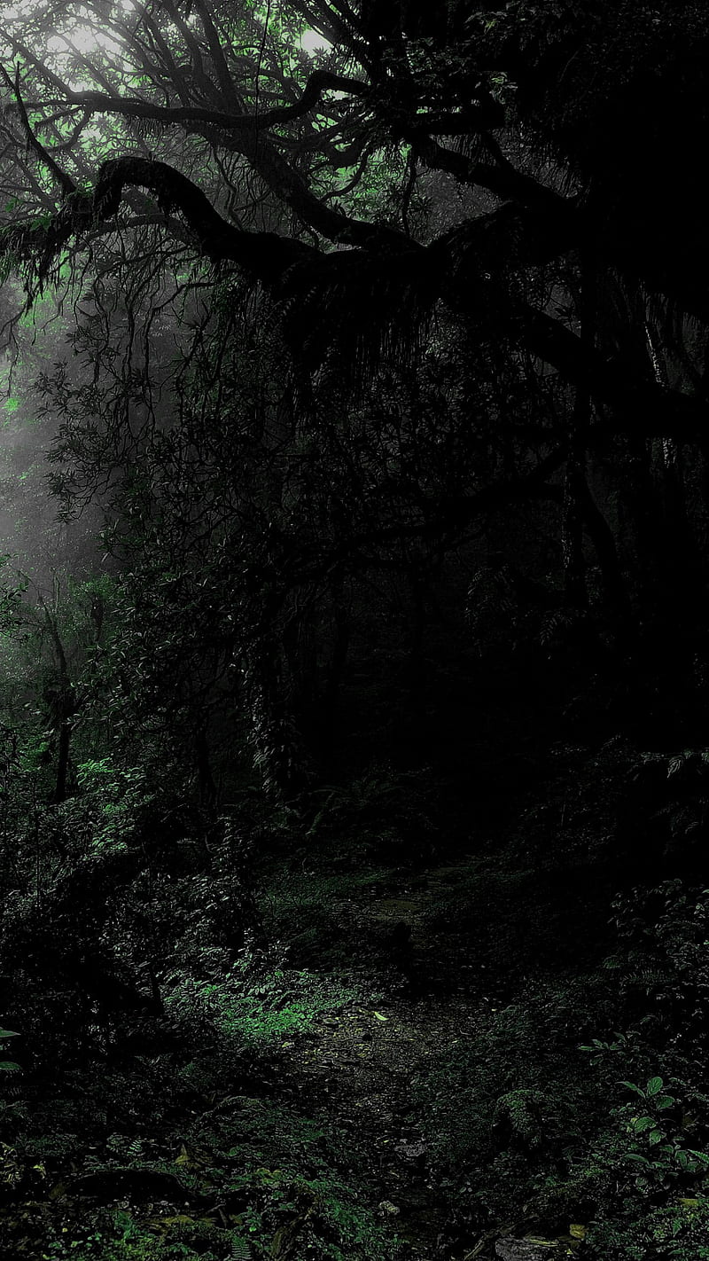 800x1422 Dark Road, forest, nature, HD phone wallpaper