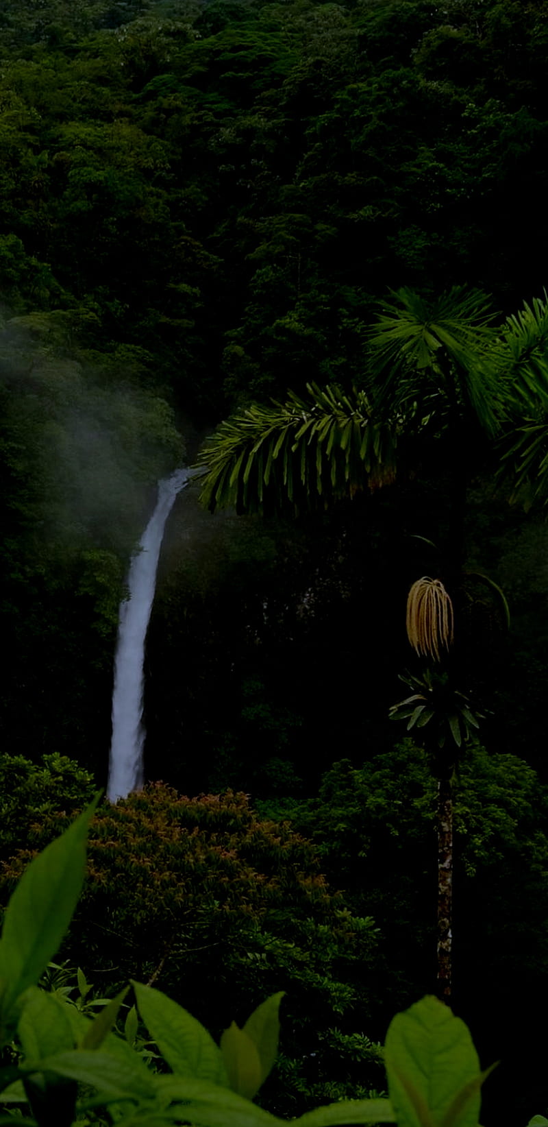 800x1644 Jungle, amoled, color, dark, full, galaxy, samsung, waterfalls, HD phone wallpaper