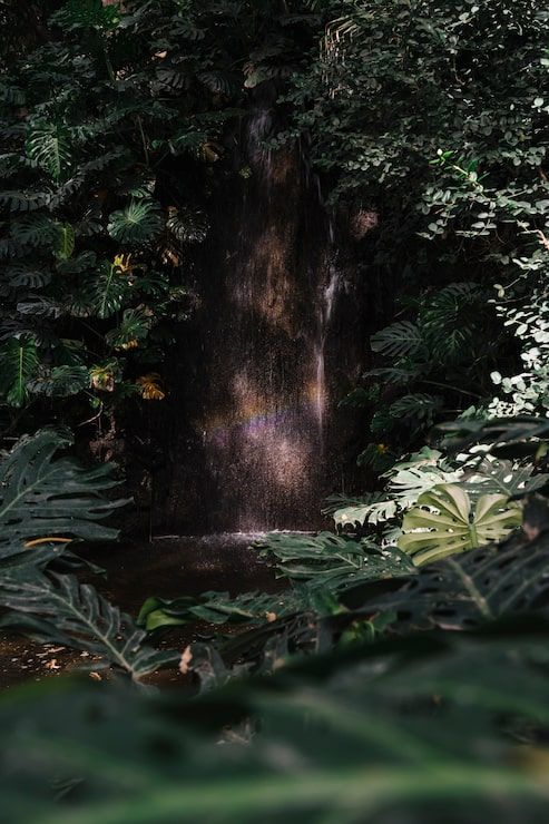 493x740 Tropical forest ambience Image