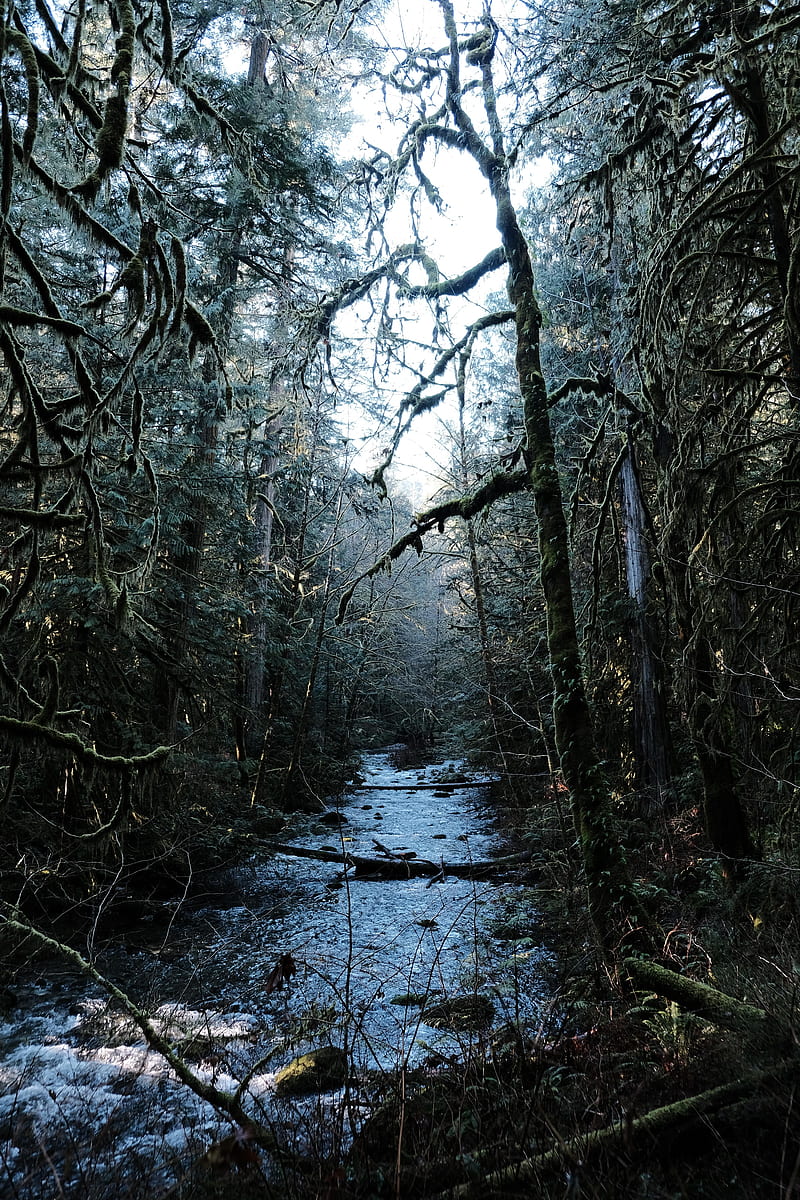 800x1200 Rainforest, winter, black, nature, HD phone wallpaper