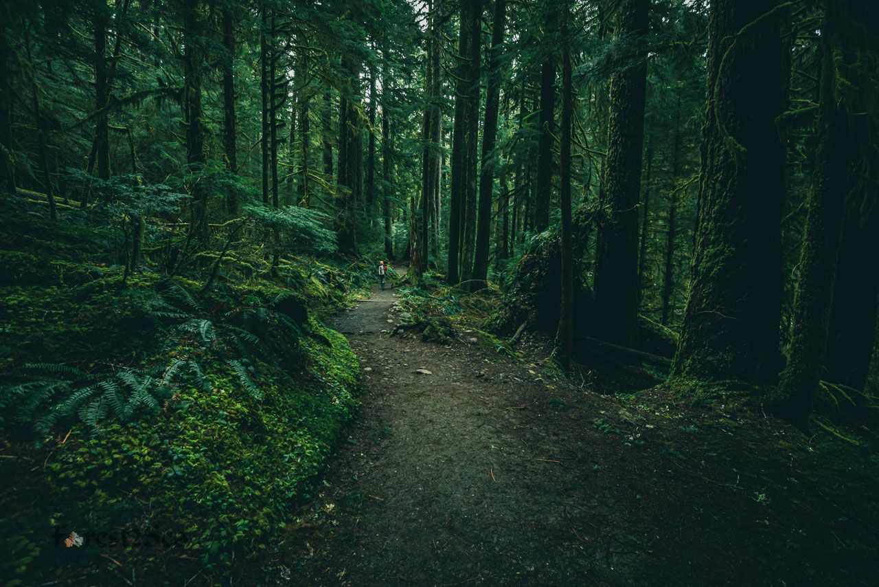 1280x854 Rainforest Landscape Image Adventure Photography