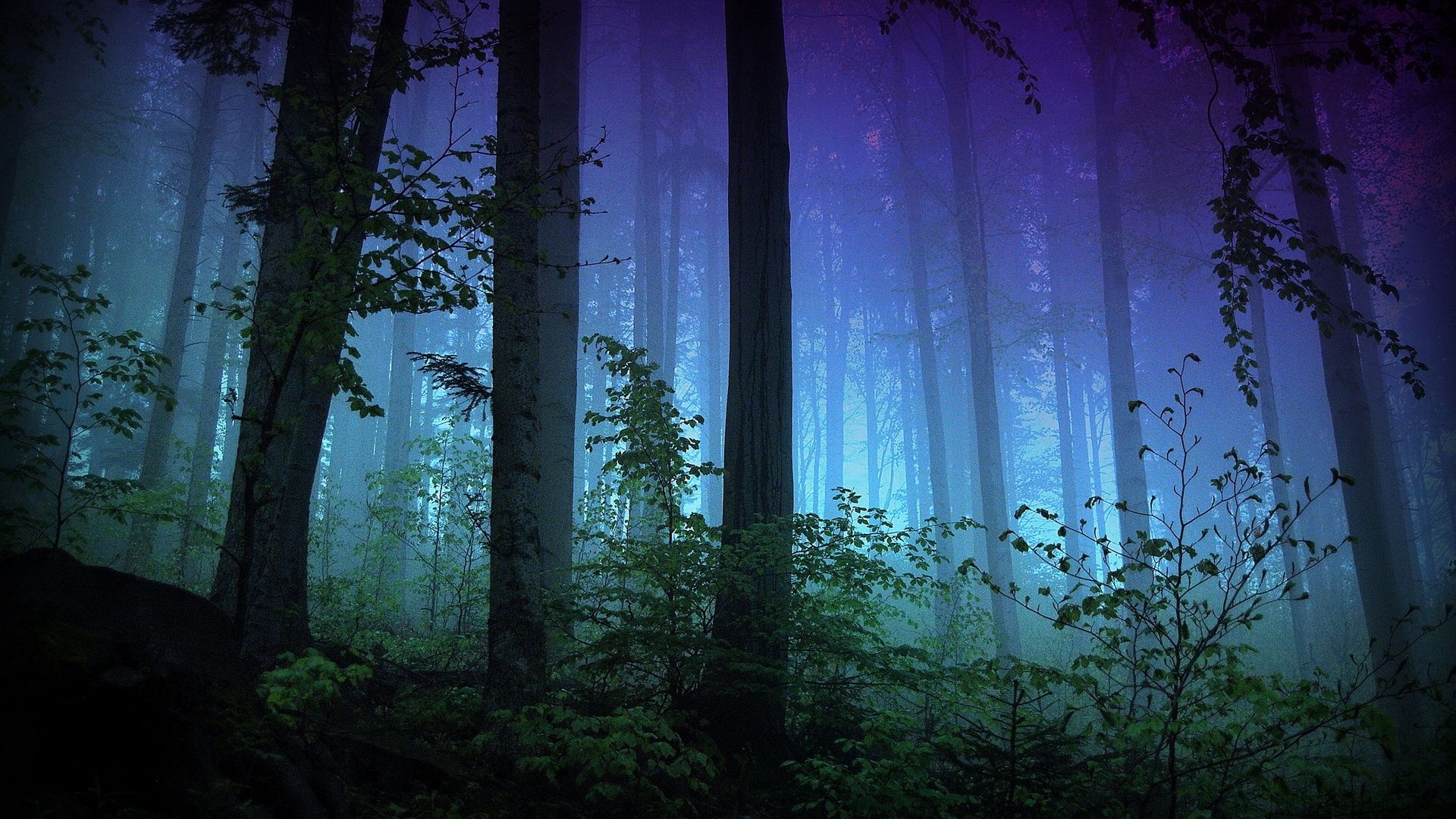 1920x1080 Dark Forest 4K UHD Wallpaper for UltraHD Desktop and TV : Widescreen and UltraWide Display : Smartphone and Tablet Devices