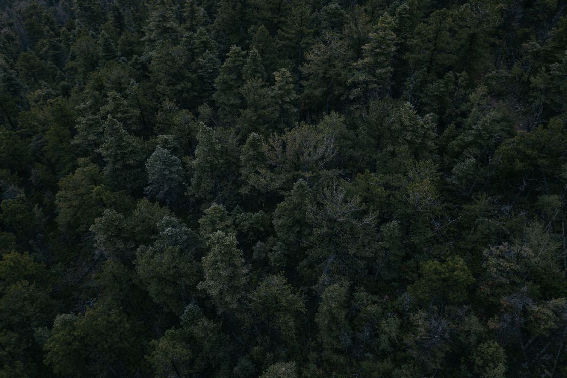 1124x750 Wallpaper Green Trees on Forest During Daytime, Background Free Image