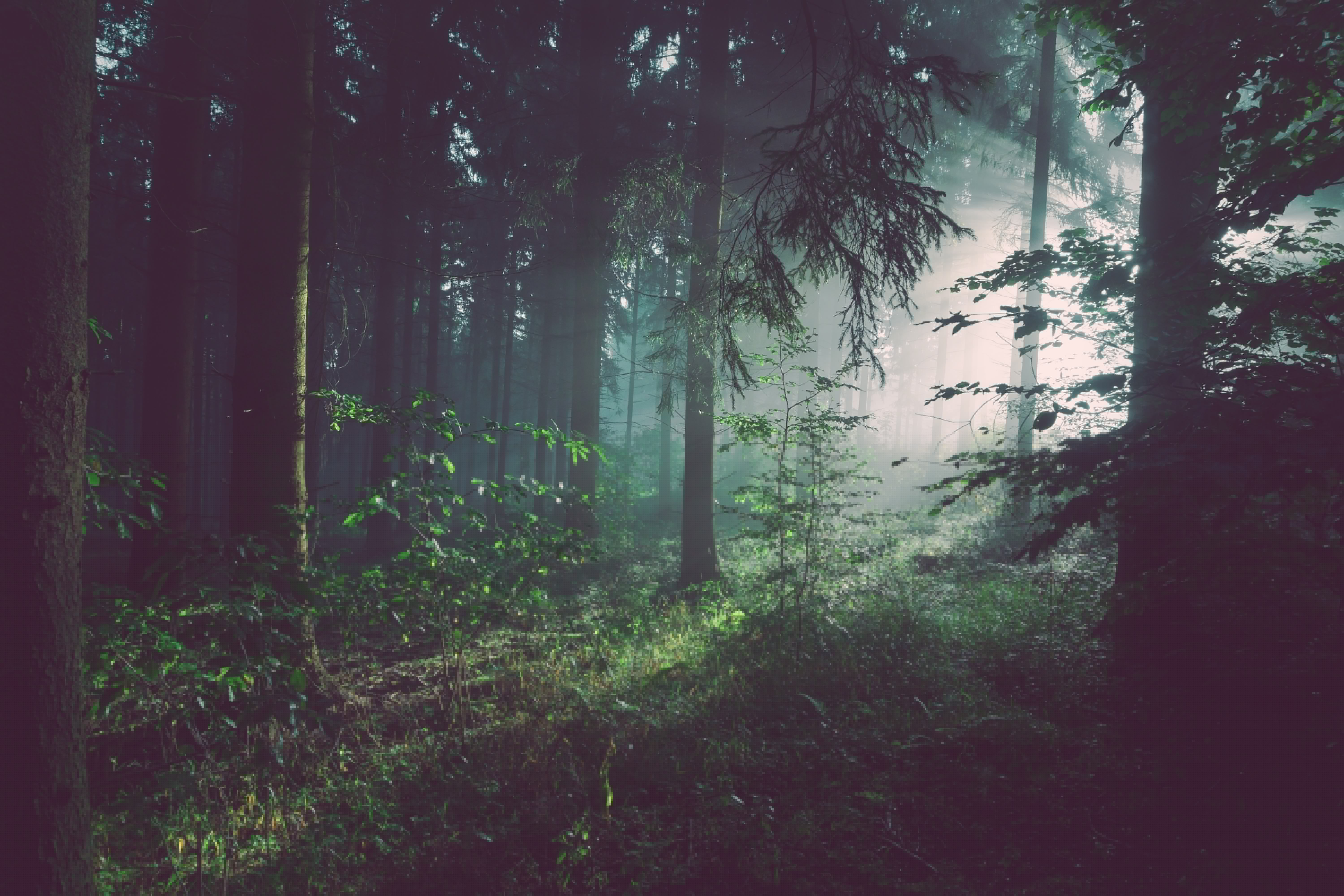 6000x4000 Wallpaper dark, forest, trees, nature, bushes, woods, plants, shrubs for mobile and desktop, section природа, resolution 6000x4000