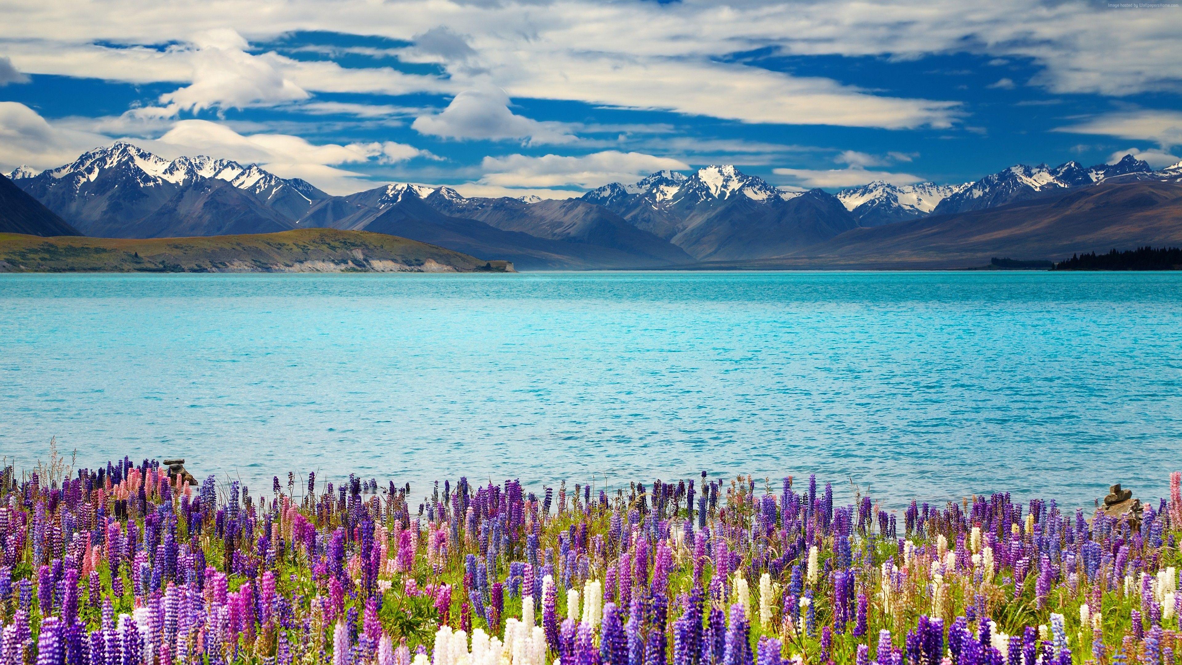 3840x2160 Wallpaper Lake Tekapo, New Zealand, mountains, flower, 4k, Travel