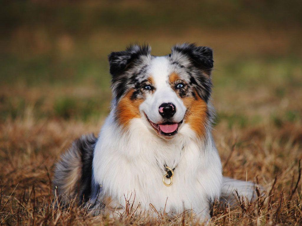 1024x768 Australian Shepherd Wallpaper
