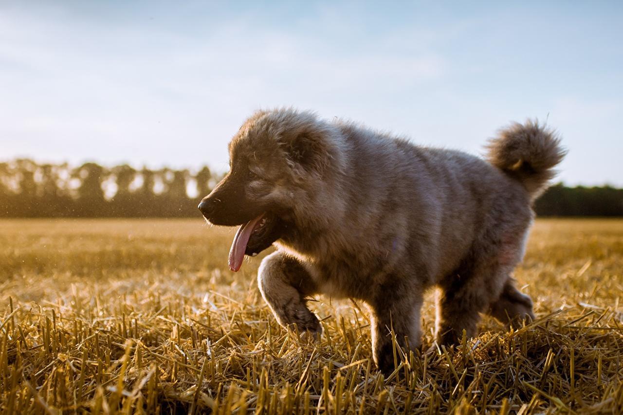 1280x853 Caucasian Shepherd Wallpaper