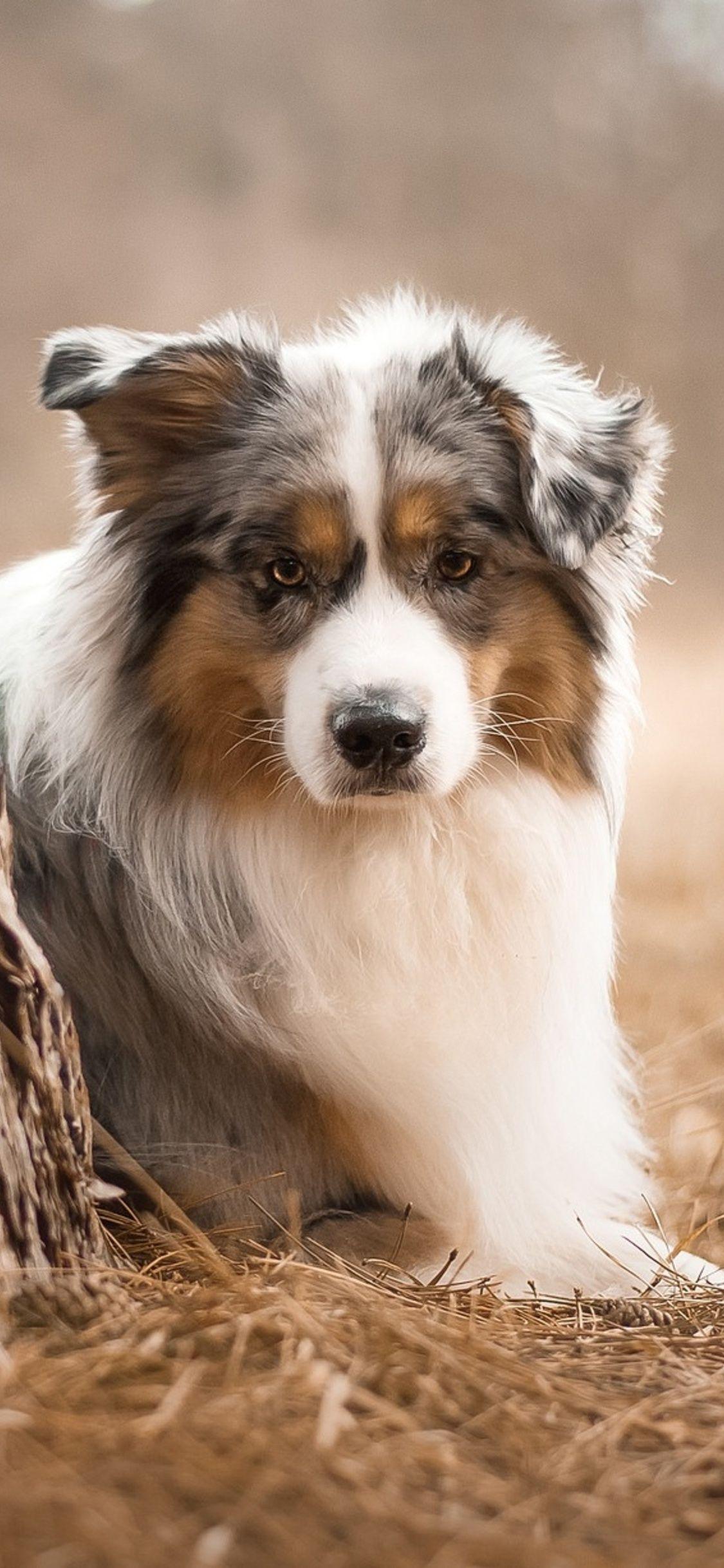 1125x2436 Australian Shepherd Dog iPhone XS, iPhone iPhone X HD