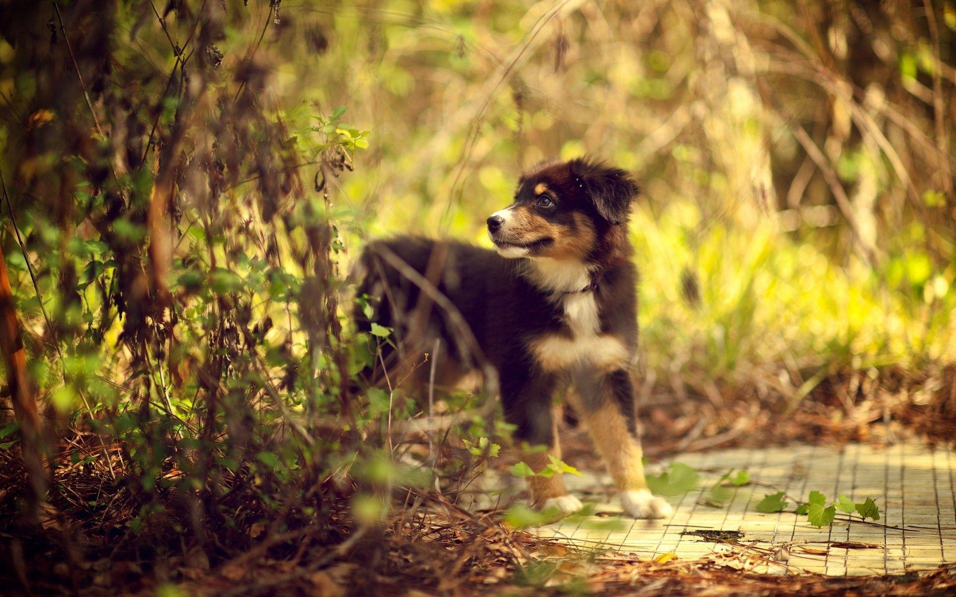 1920x1200 Australian Shepherd Wallpaper
