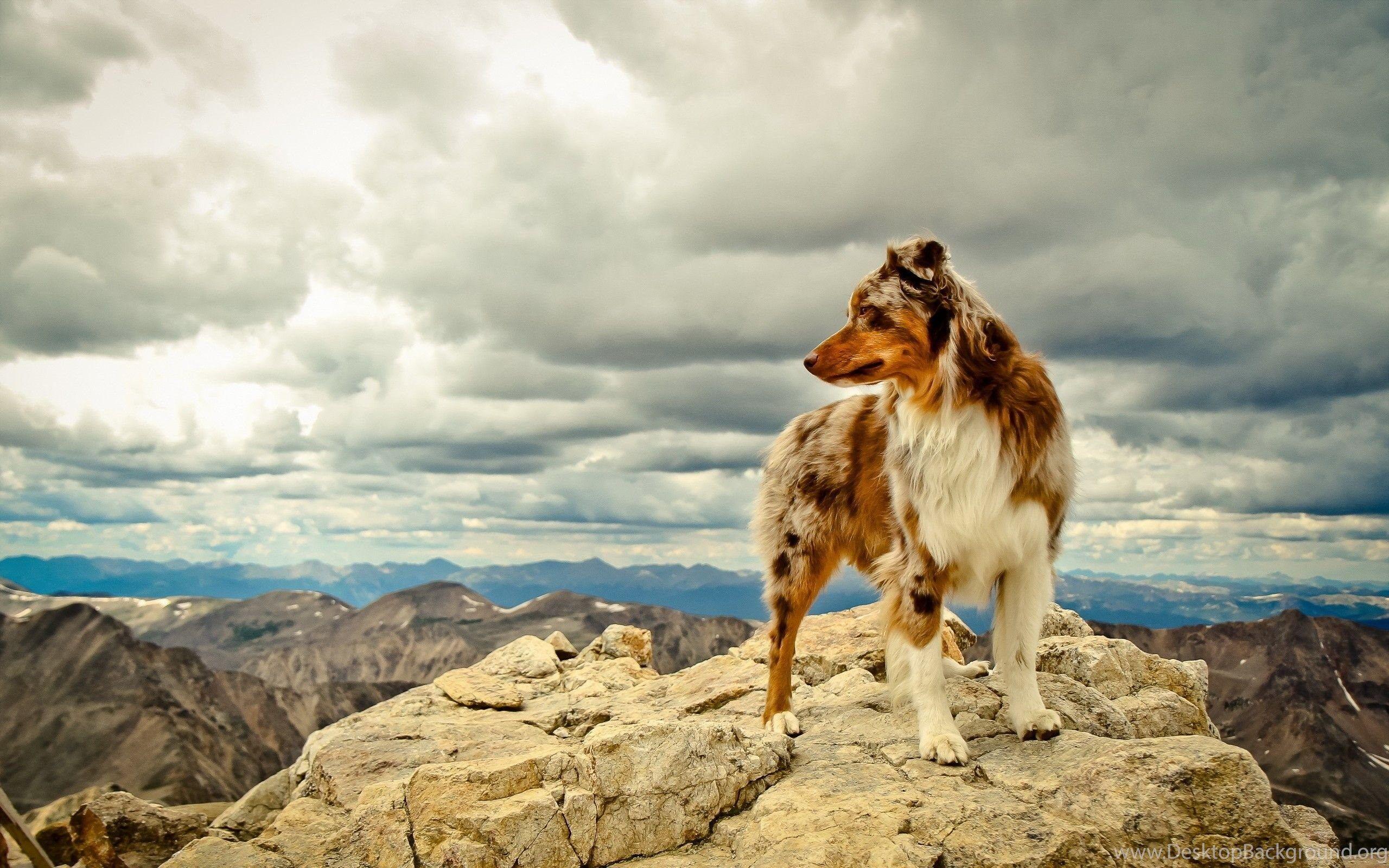 2560x1600 Australian Shepherd Wallpaper Desktop Background