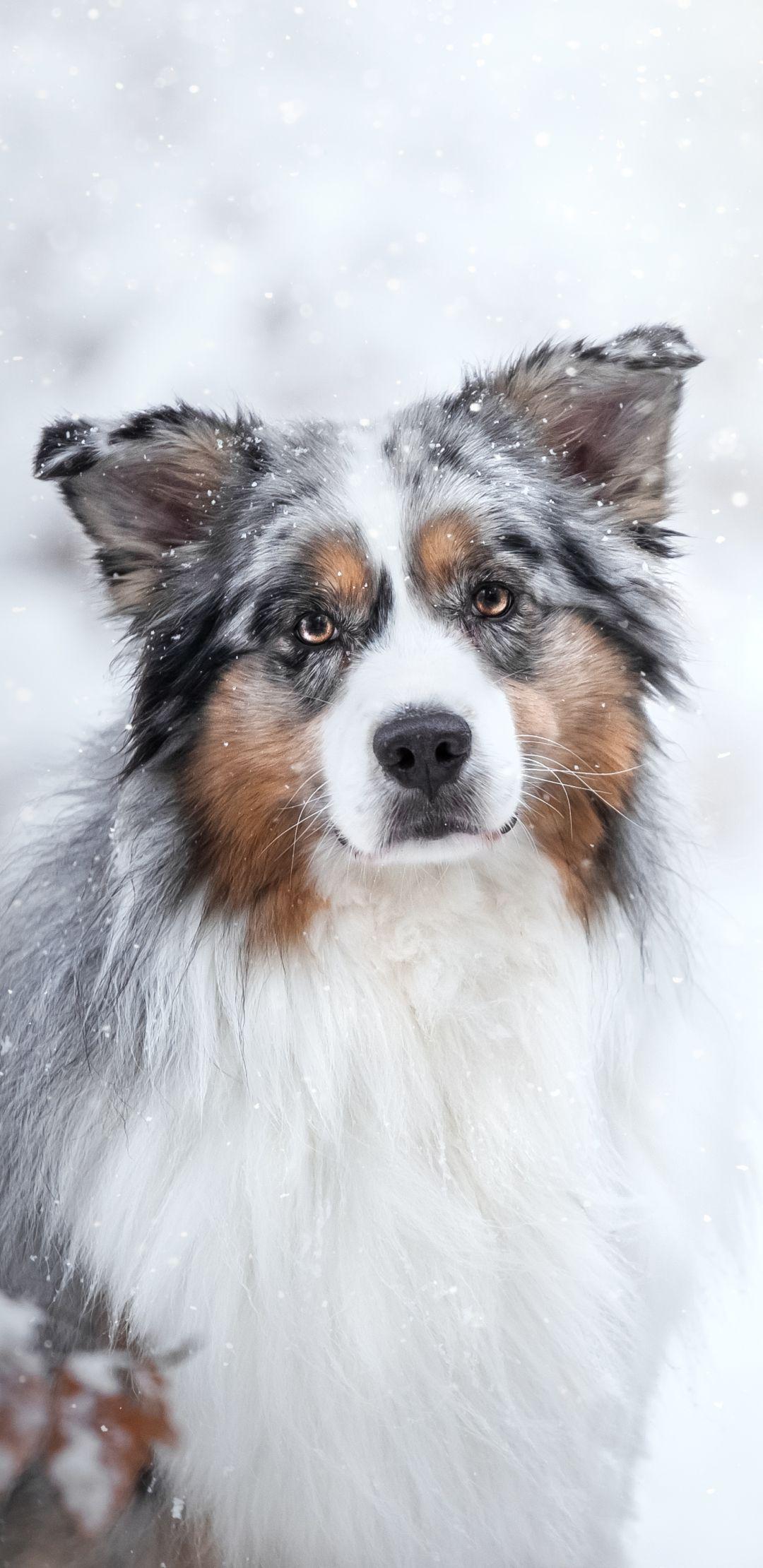 1080x2220 Animal Australian Shepherd (1080x2220) Wallpaper