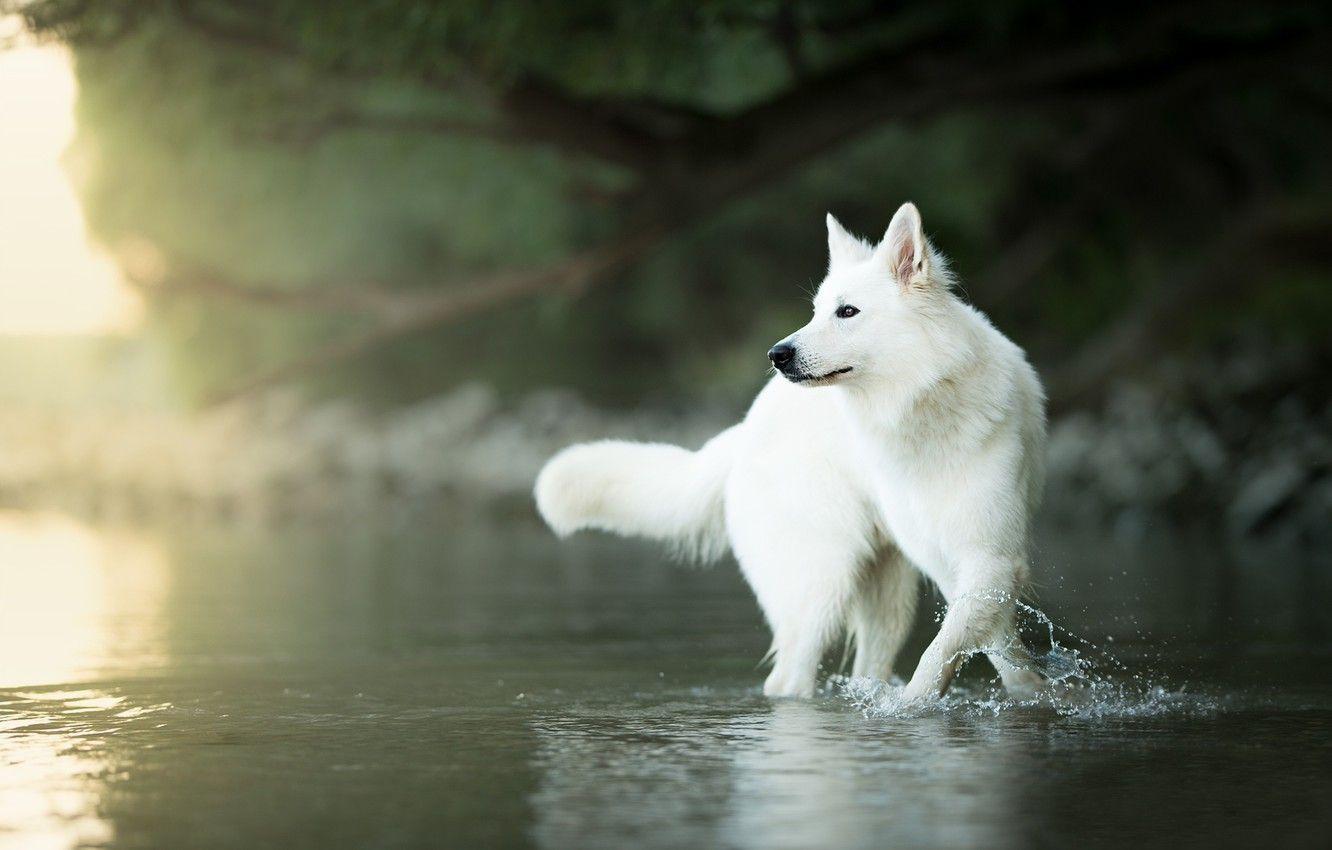1332x850 Wallpaper water, dog, bokeh, The white Swiss shepherd dog image