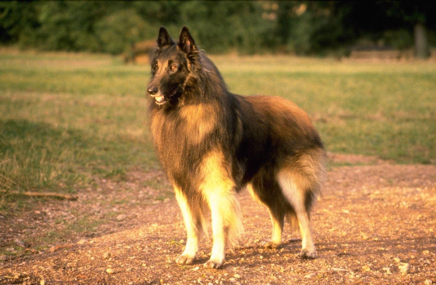 1476x964 Belgian Shepherd Wallpaper. Belgian Wallpaper, Belgian Beer Wallpaper and Belgian Shepherd Wallpaper