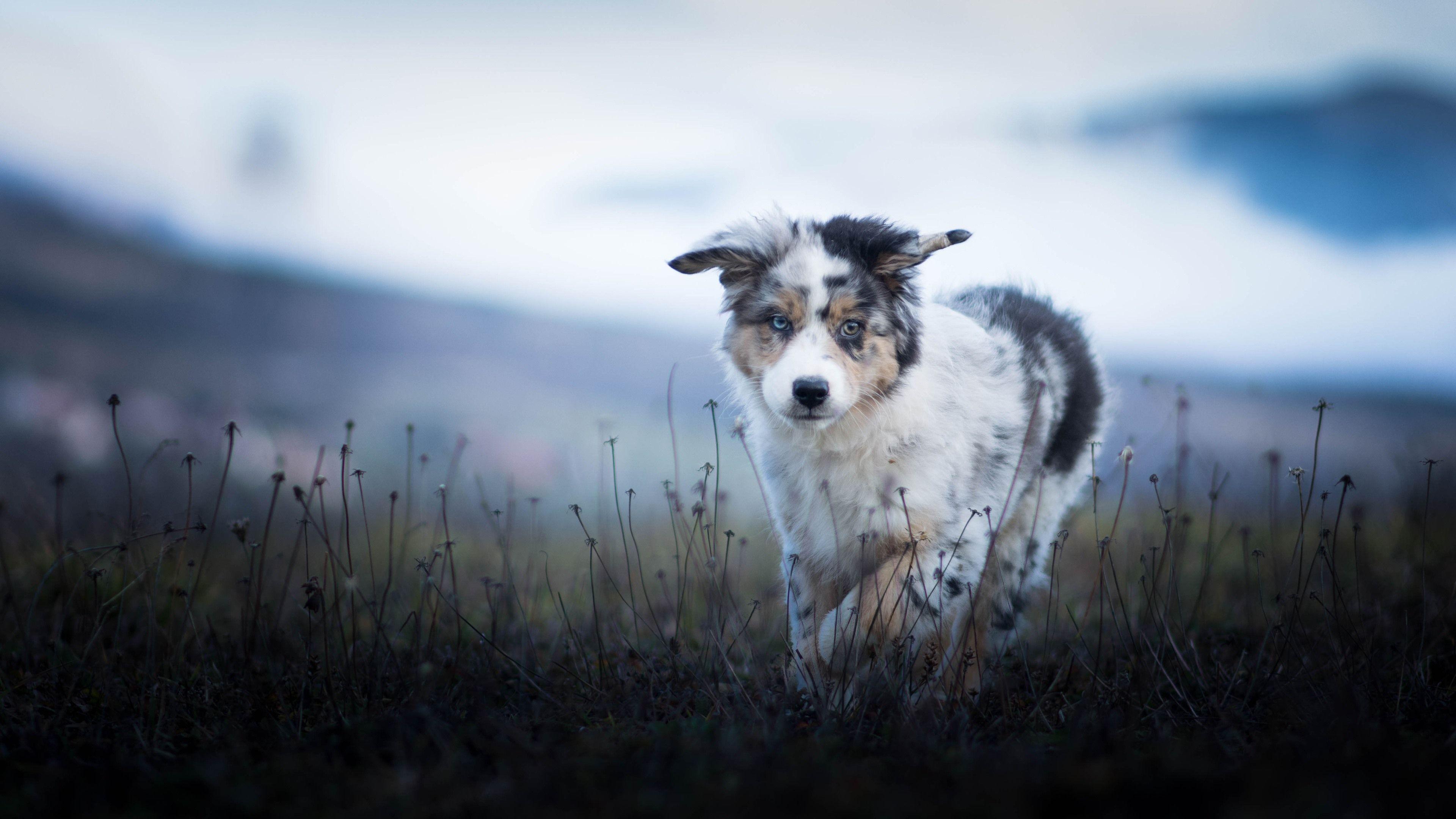 3840x2160 Australian Shepherd Wallpaper iPhone Wallpaper
