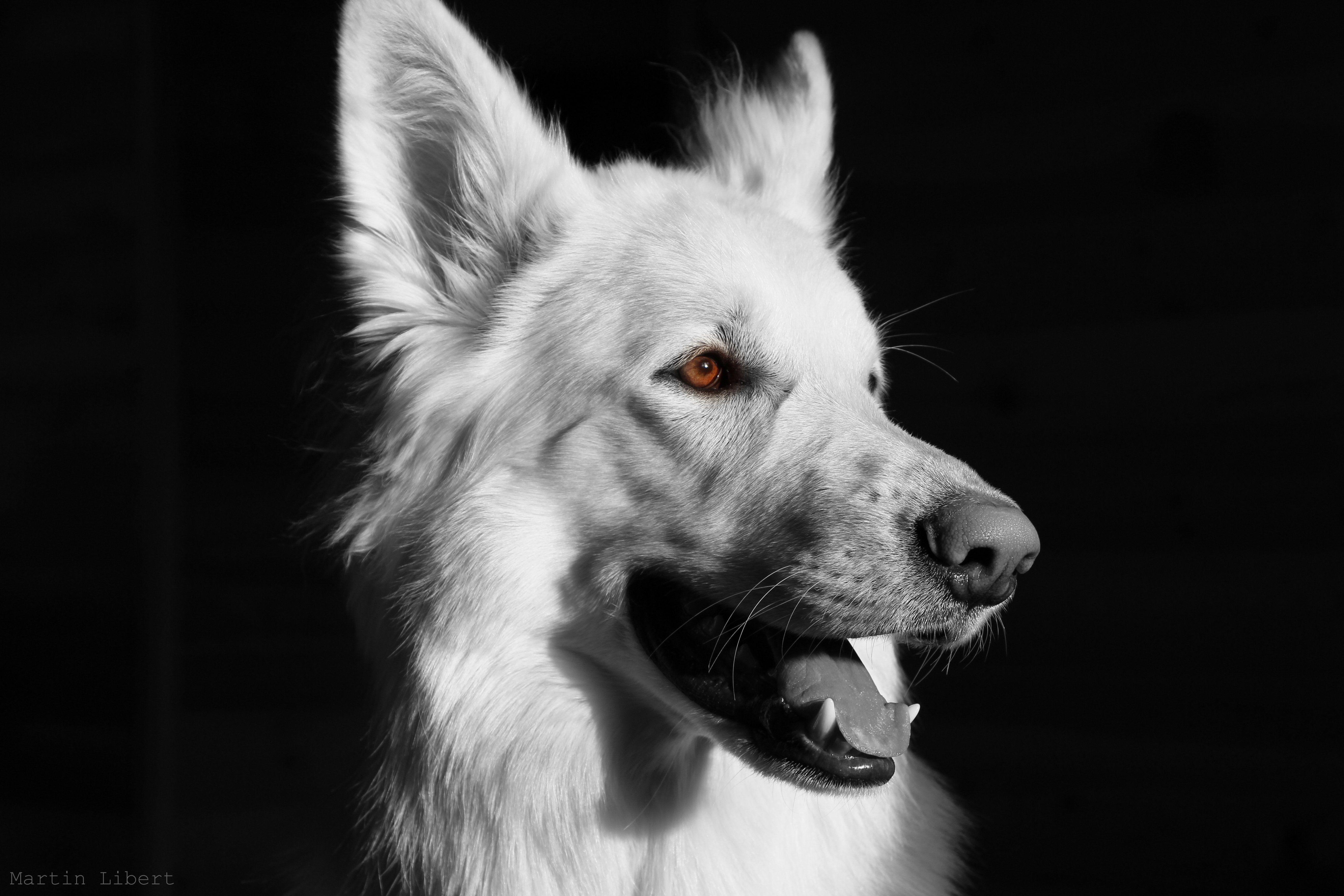 5184x3456 dog, White, Dog, White, Shepherd Wallpaper HD / Desktop