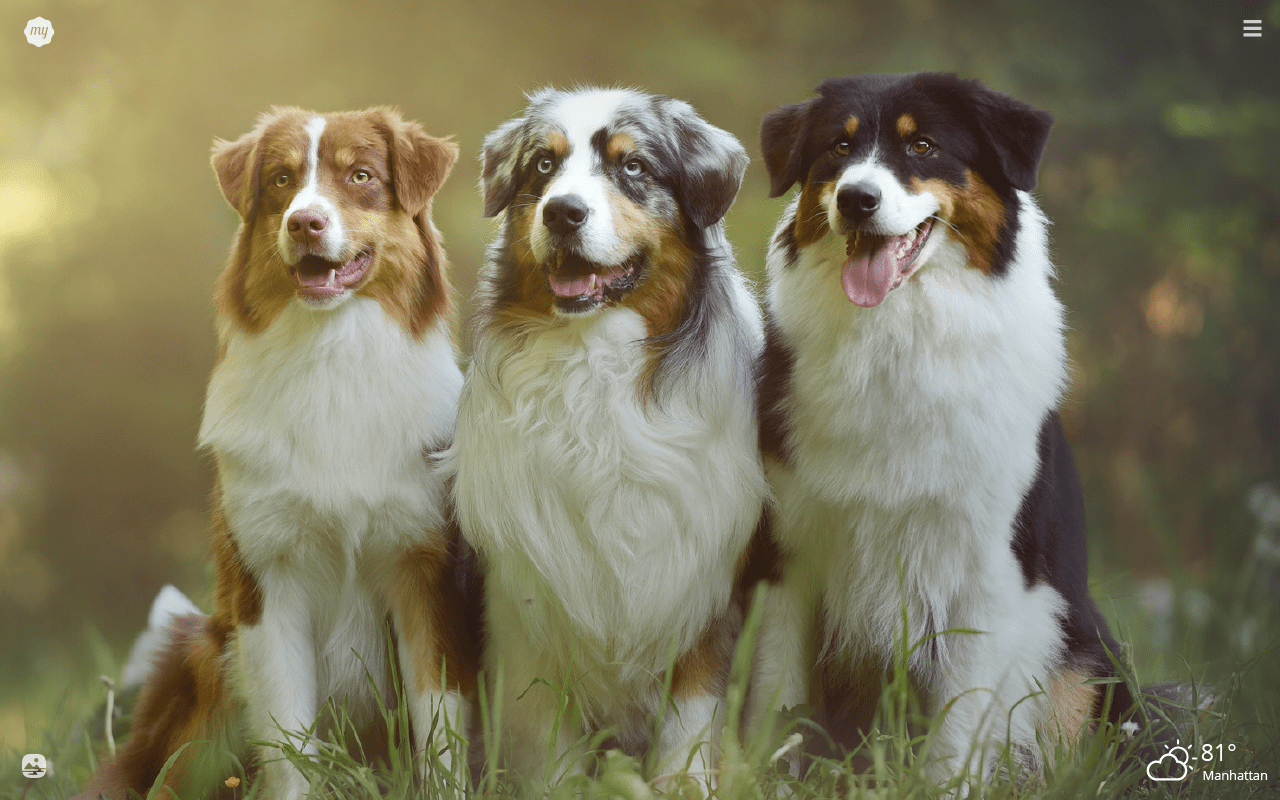 1280x800 My Australian Shepherd HD Wallpaper New Tab