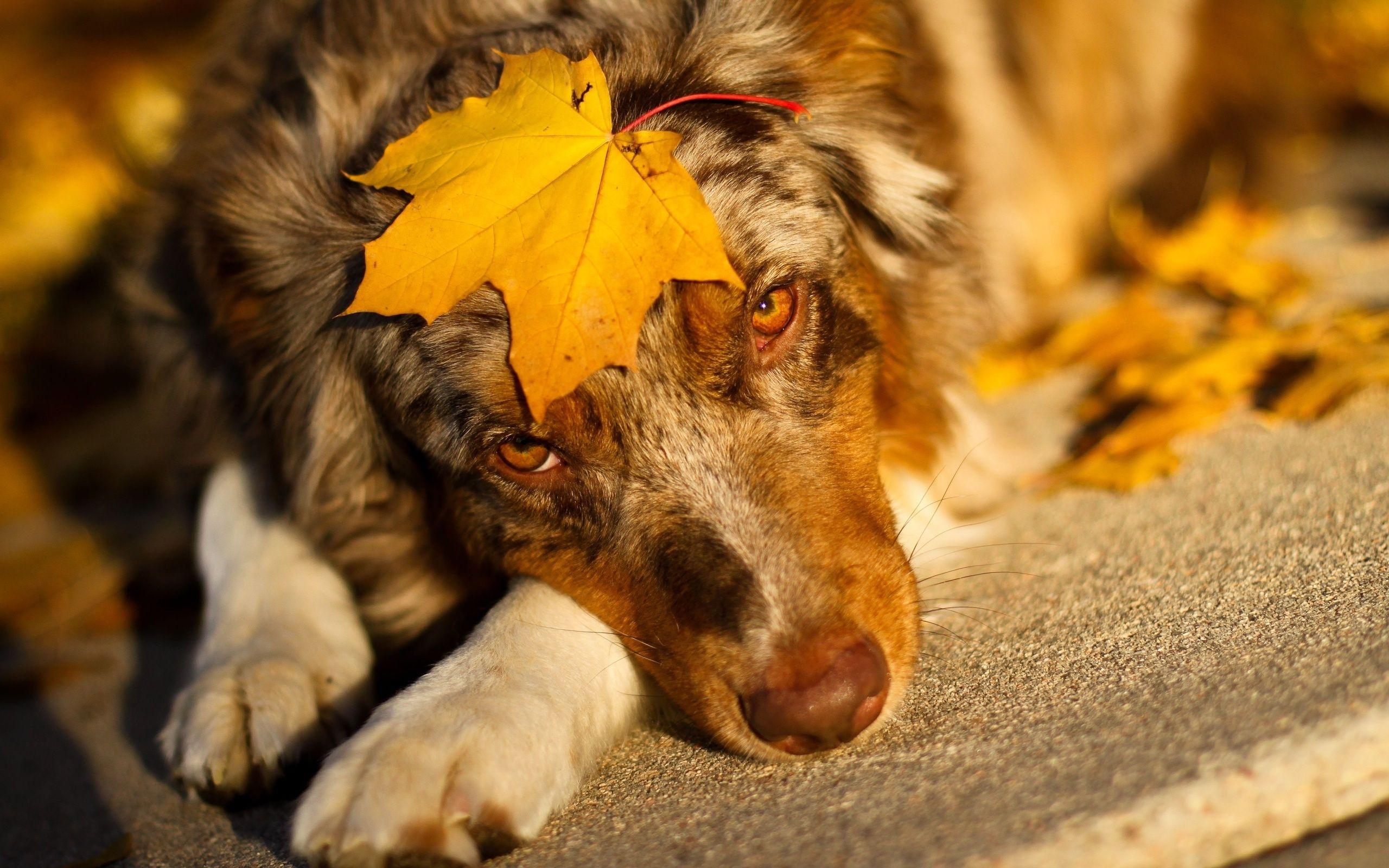 2560x1600 Australian Shepherd Wallpaper 36402 2560x1600px