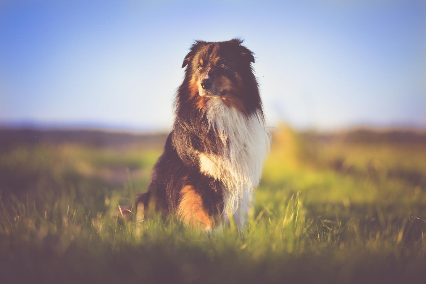 1440x960 Australian Shepherd wallpaper HD for desktop background