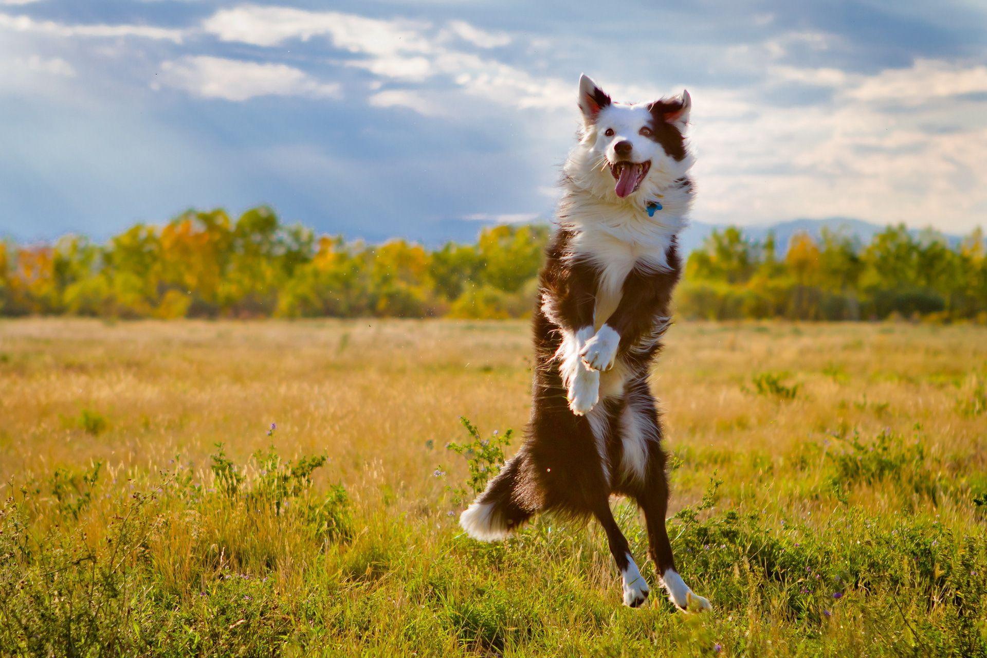 1920x1280 Cute Australian Shepherd Wallpaper