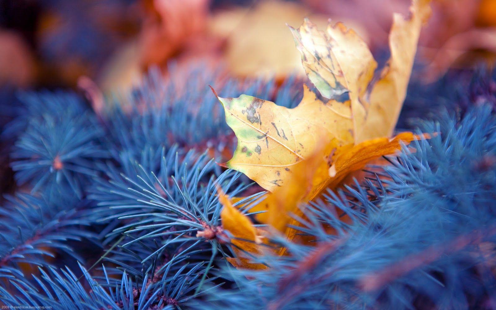 1600x1000 Best Nature Wallpaper