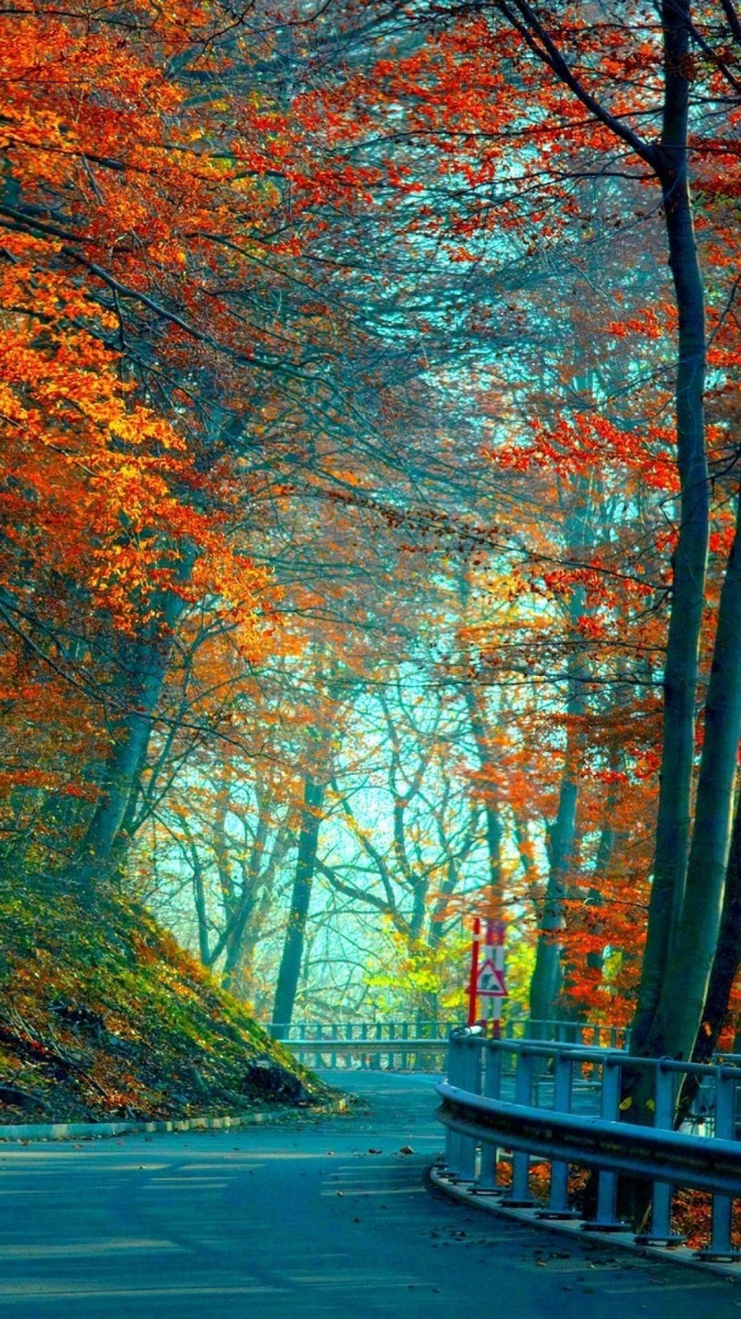 1080x1920 Long Road in Red Trees HD Wallpaper For iPhone and Android