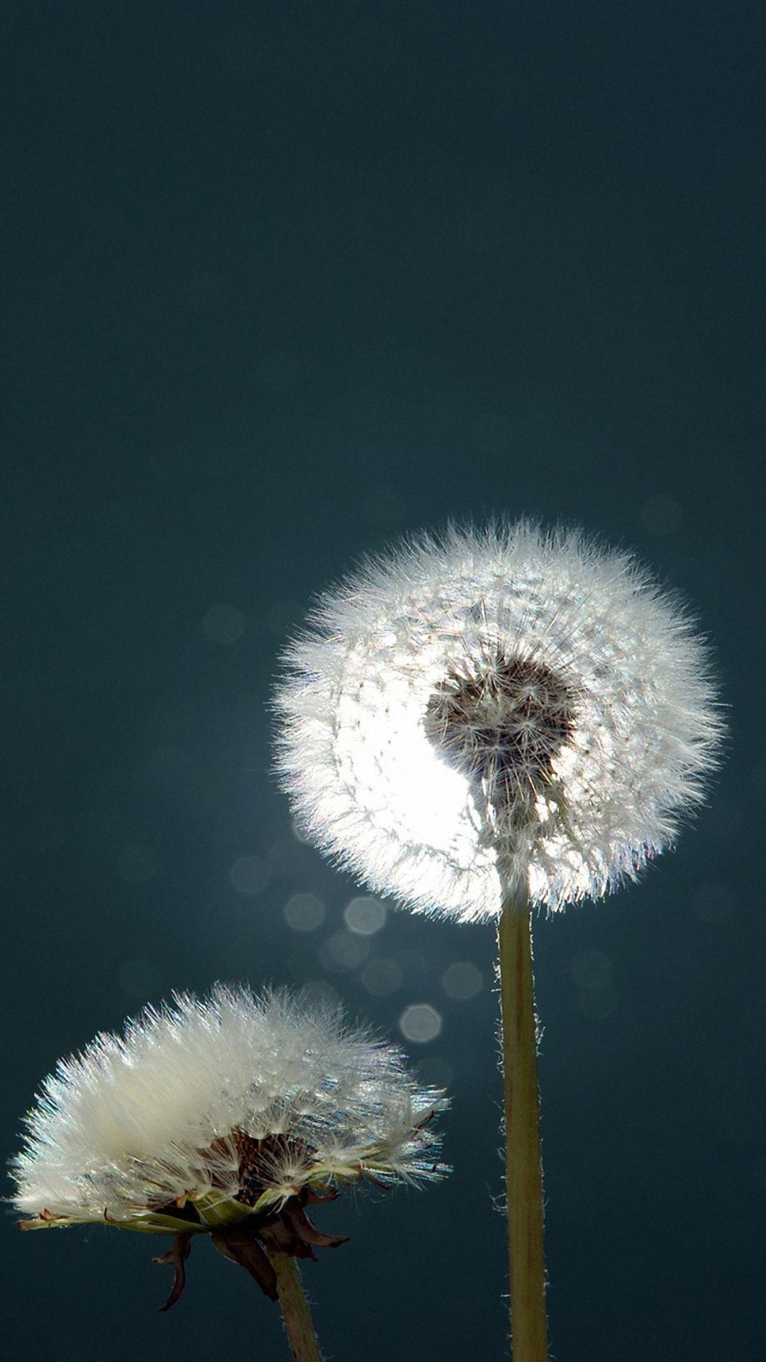 1080x1920 Free download download dandelions close up wallpaper for samsung