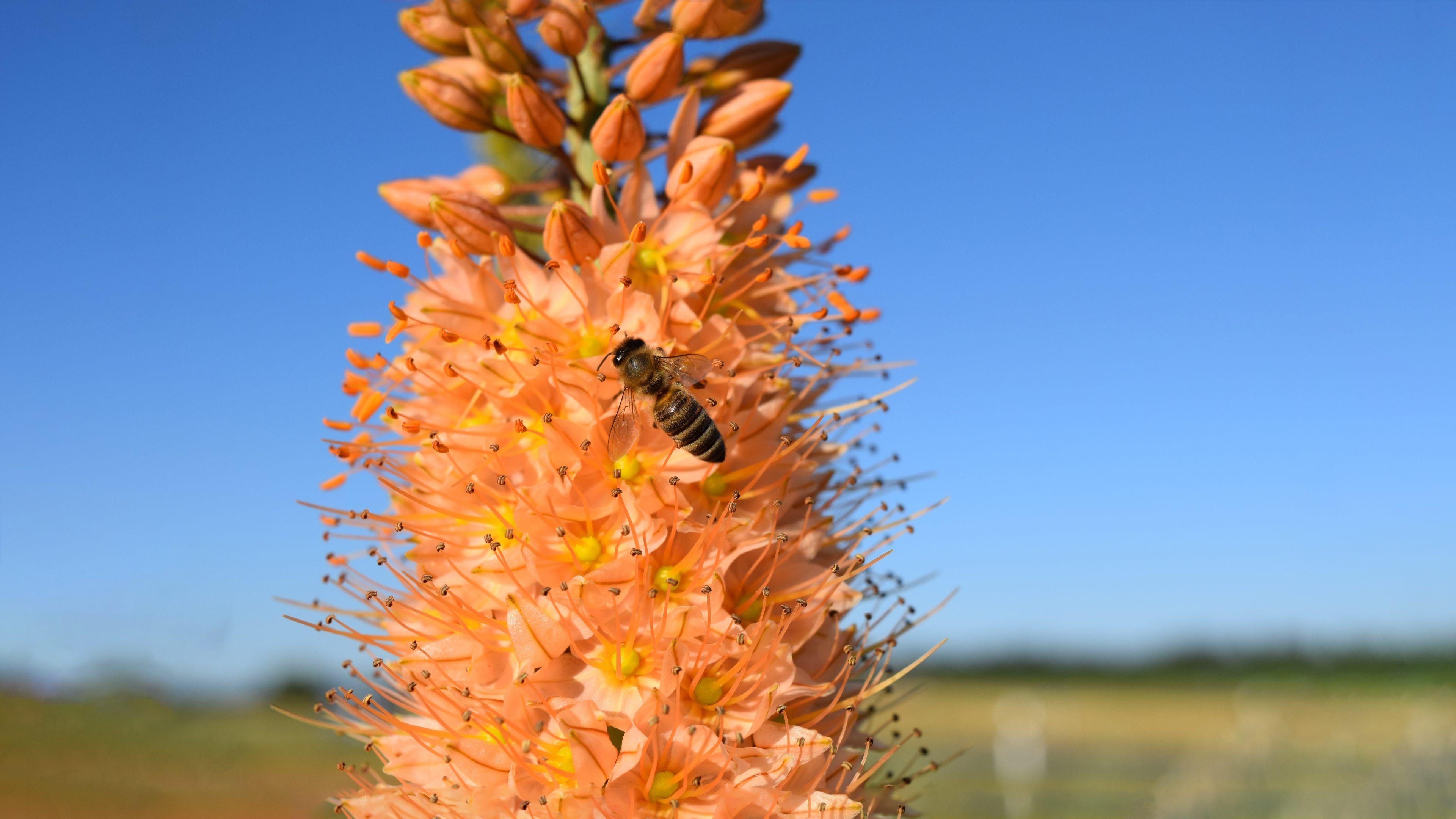 3840x2160 Bee Close Up 4K 8K Wallpaper. HD Wallpaper Background