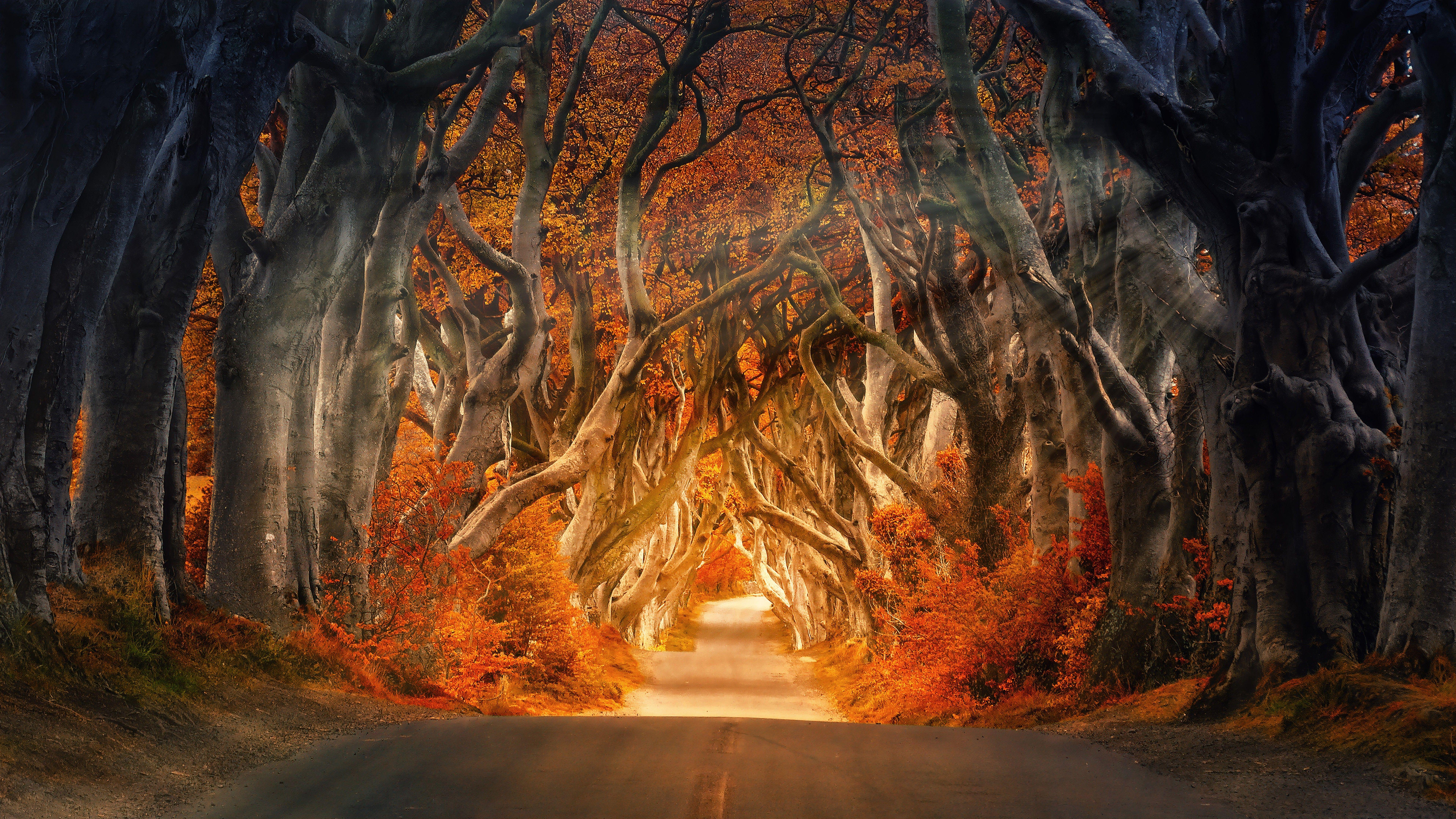 7680x4320 Autumn Forest Road 4K 8K Wallpaper