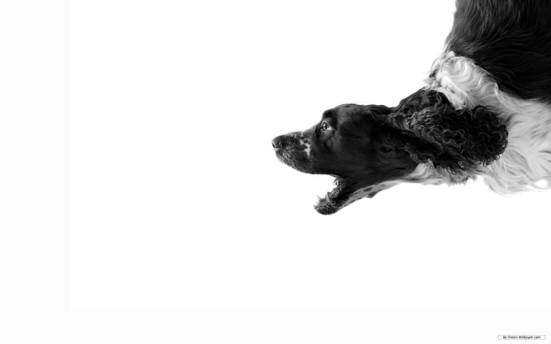 1920x1200 Download Abstract Dog Art White Wallpaper Desktop Mobile Free