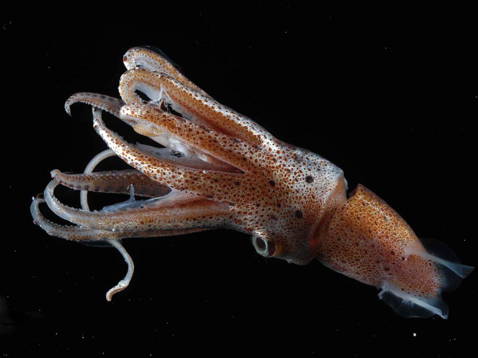 1600x1200 Squid Can Edit Their Own Gene Sequences. Genetics And Genomics